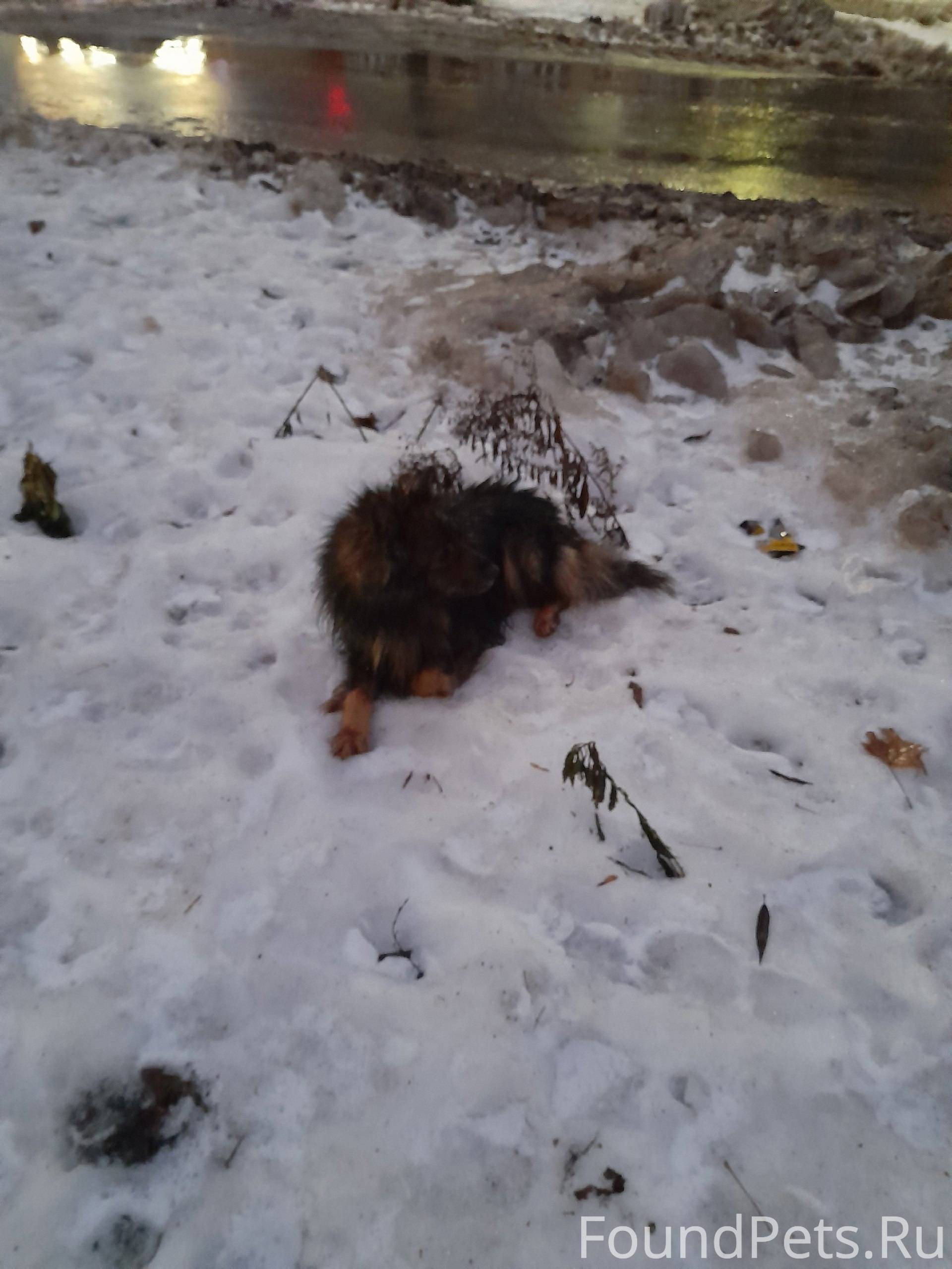 НАЙДЕН (ЗАМЕЧЕН) Лежит пес око...