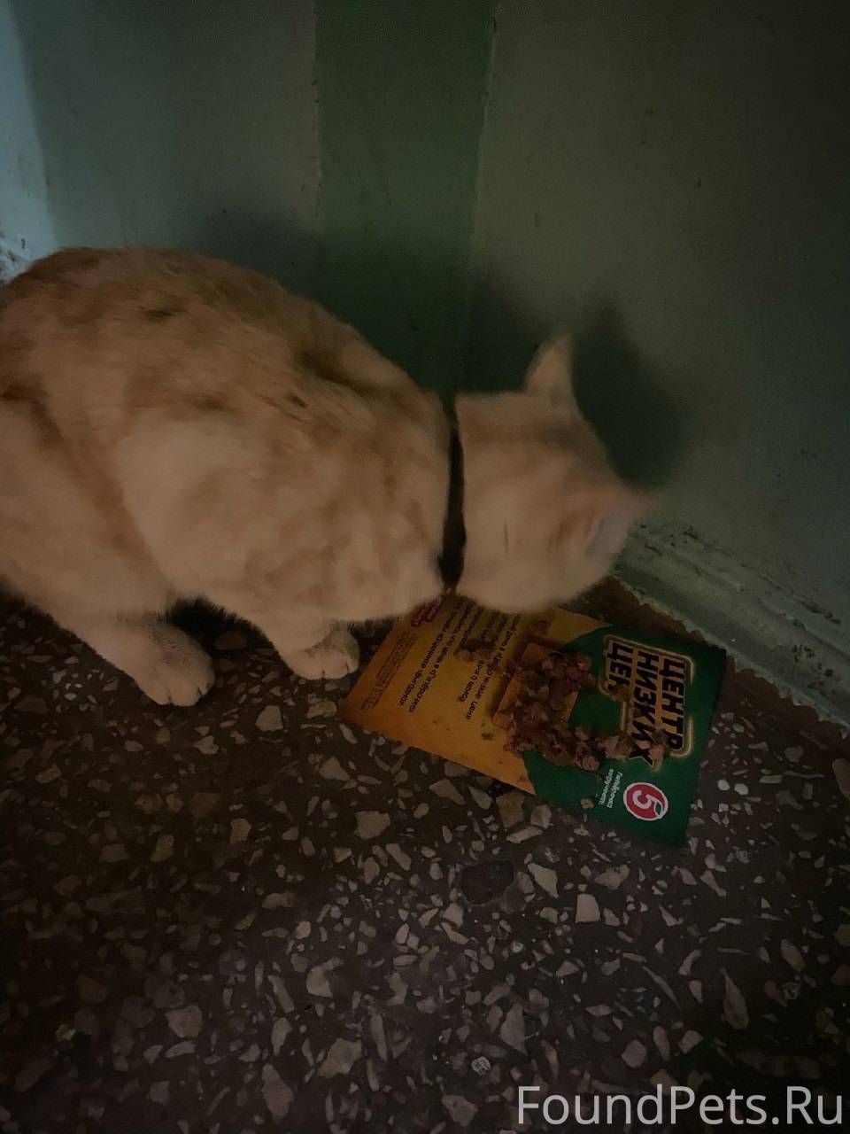 Найден кот рыжий с ошейником