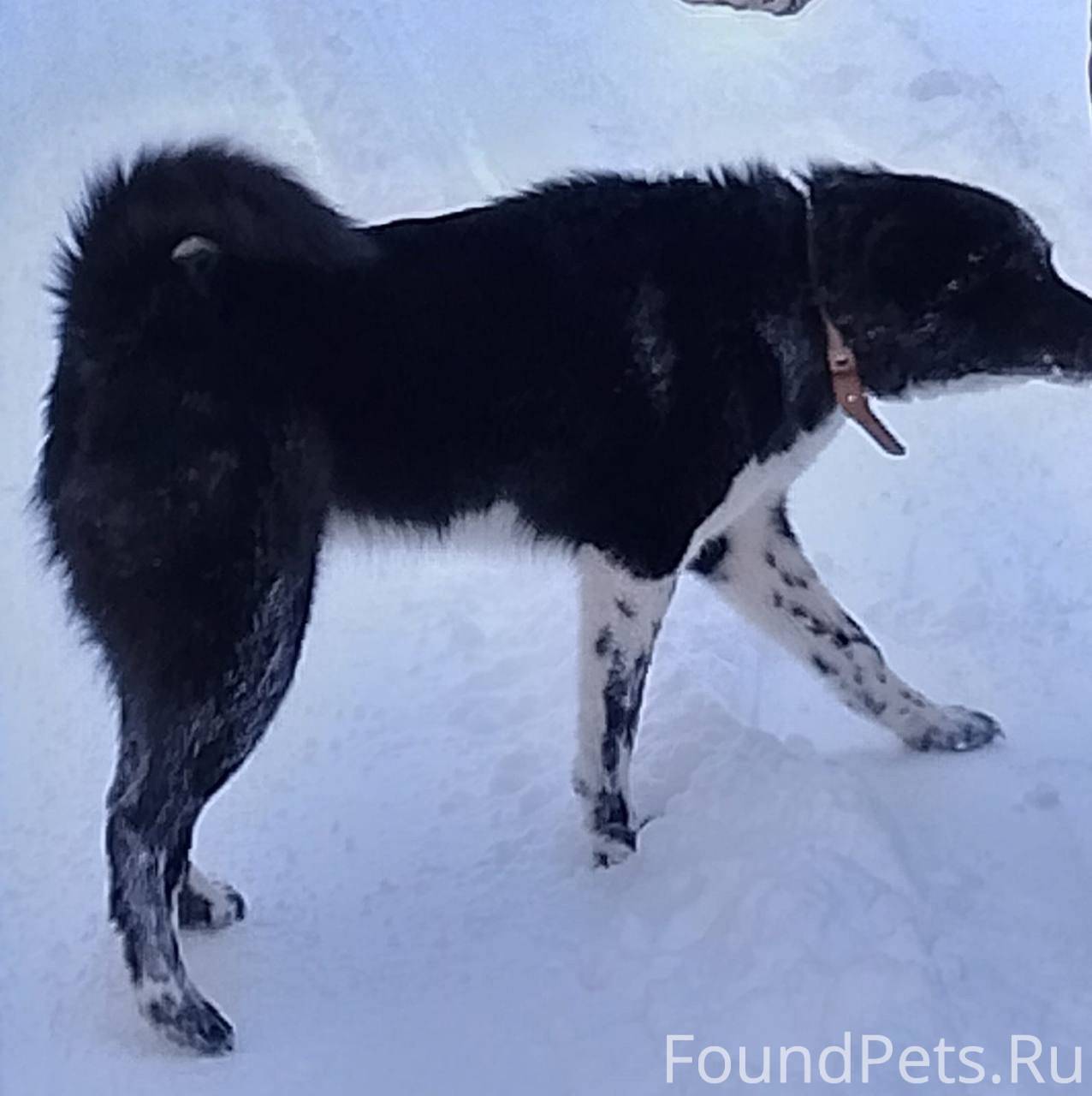 Пропала собака в районе нижнег...