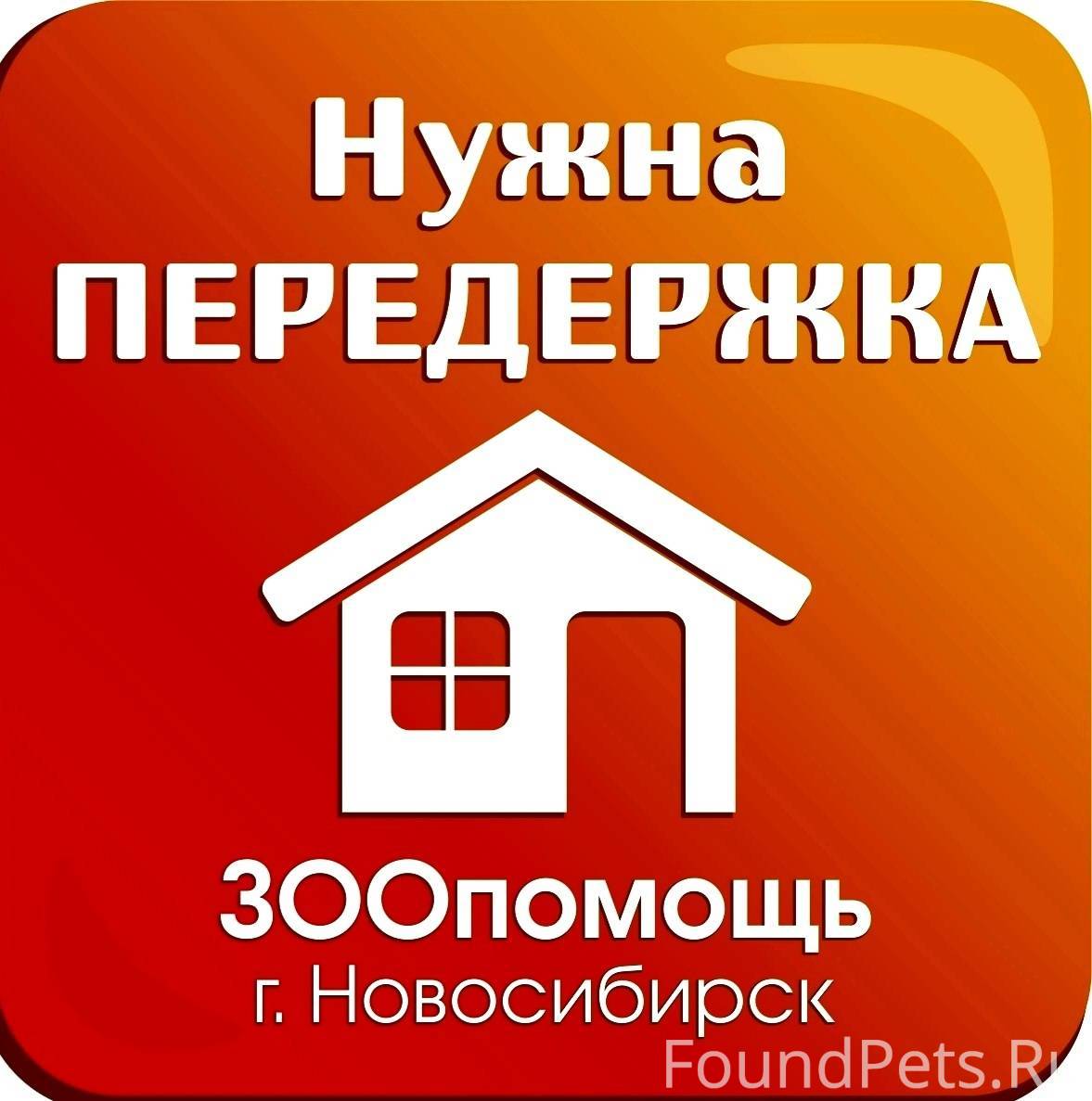 Котику срочно нужна передержка...