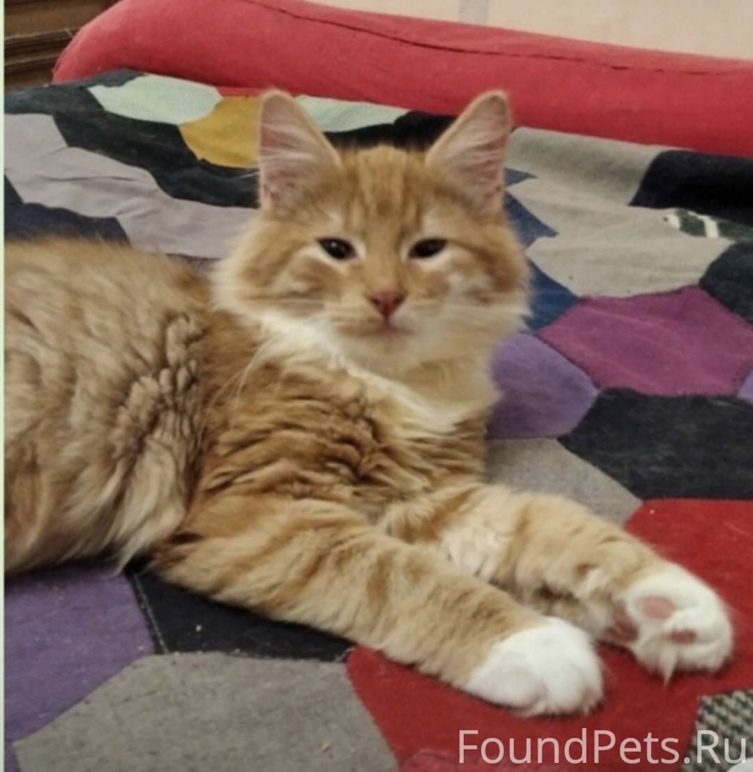 Поиск рыжего пушистого кота