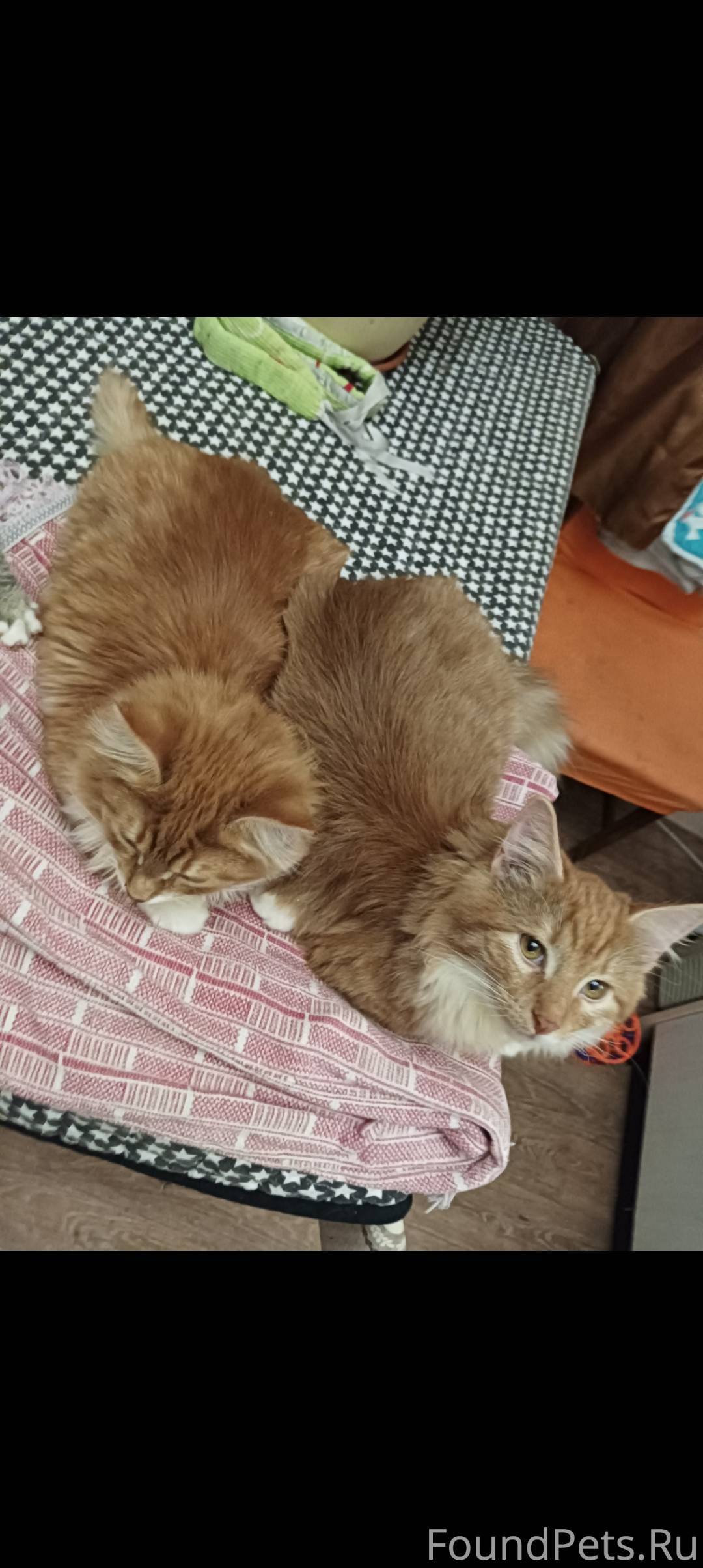 Поиск рыжего пушистого кота