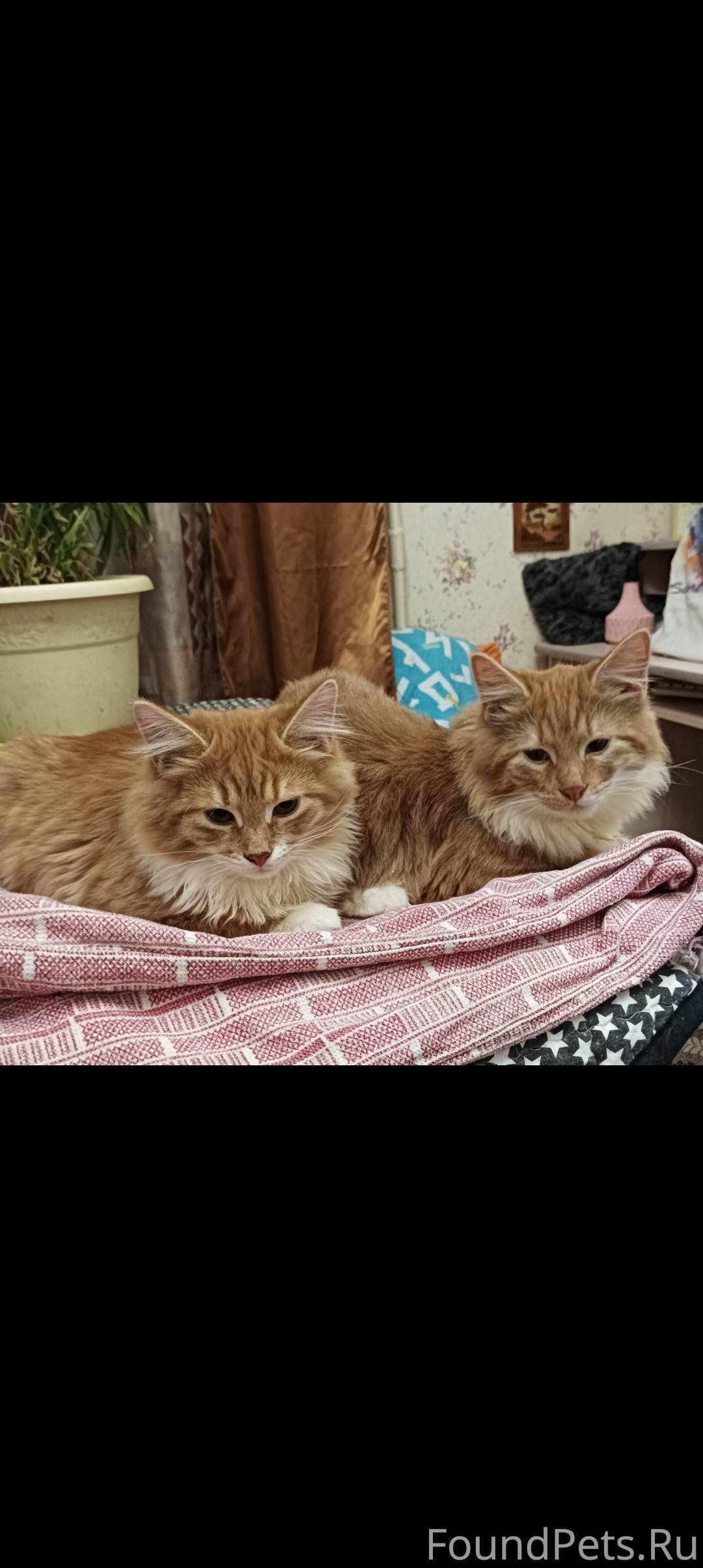 Поиск рыжего пушистого кота