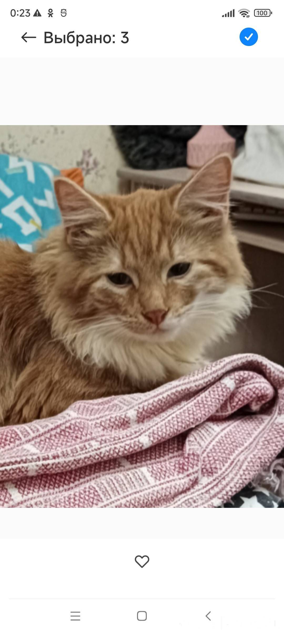 Поиск рыжего пушистого кота