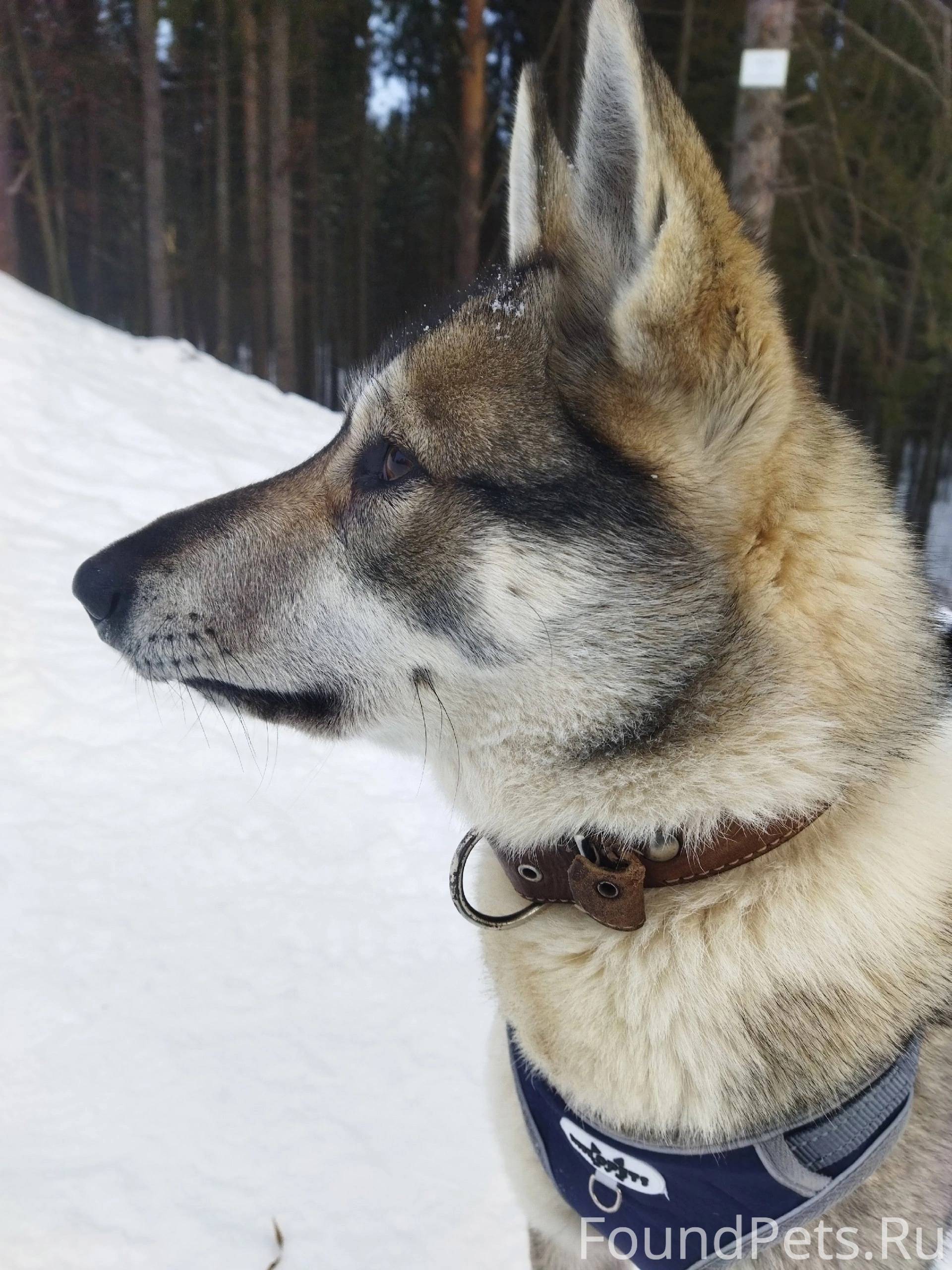 Потерялась собака, кличка «Гра...