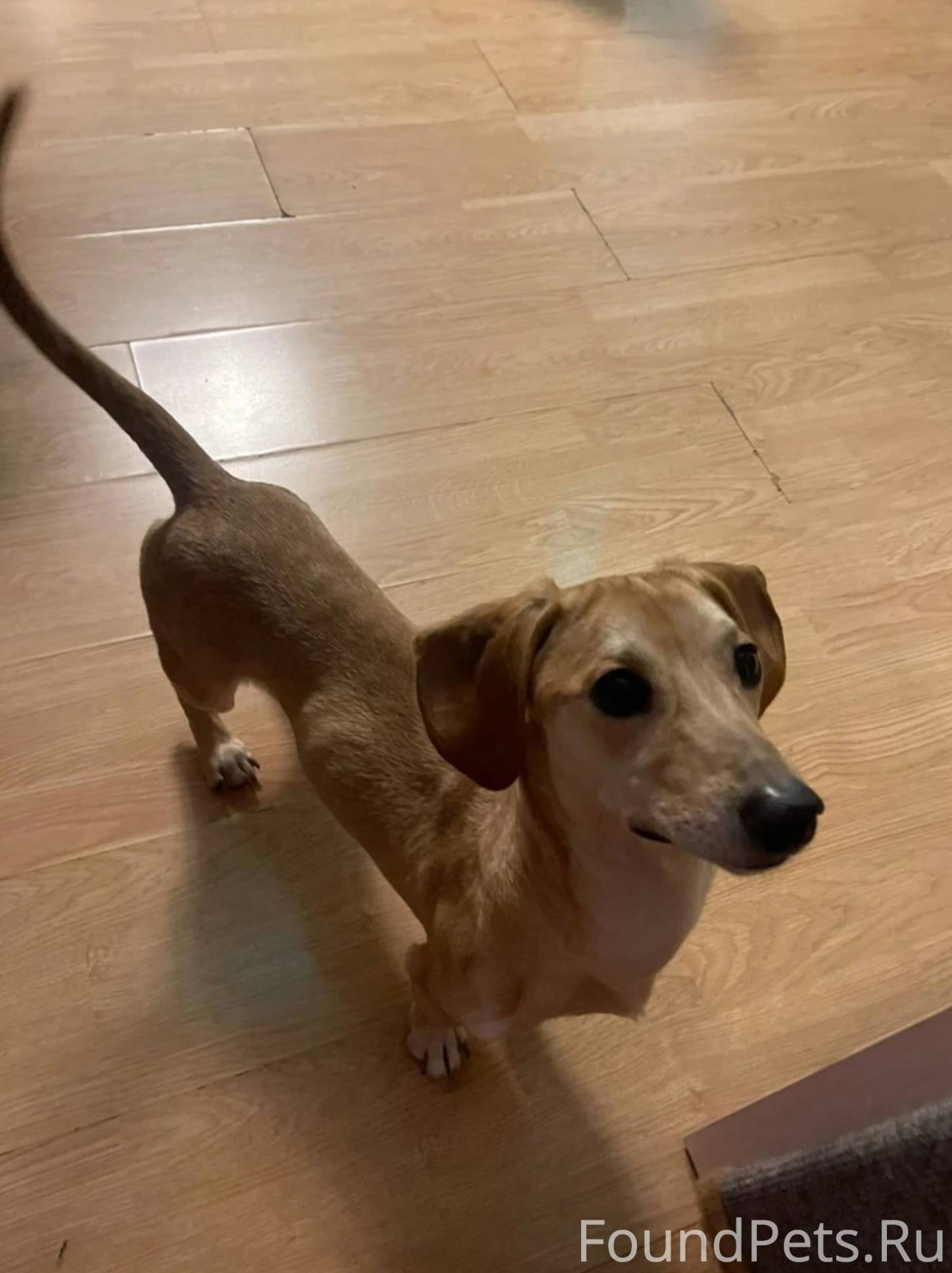 Щенок таксы замерзал на улице ...