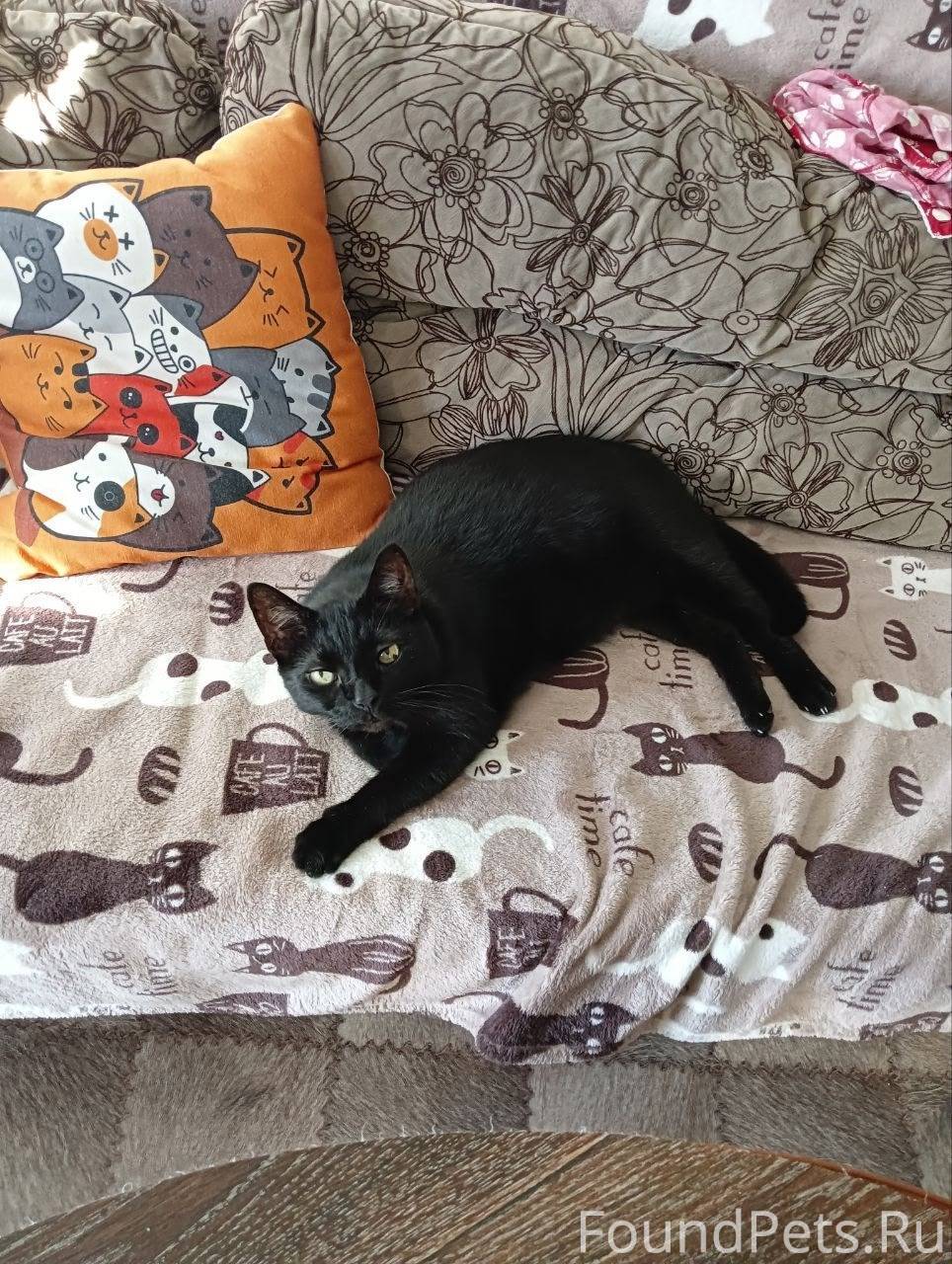 Пропал кот в районе Козицкого....