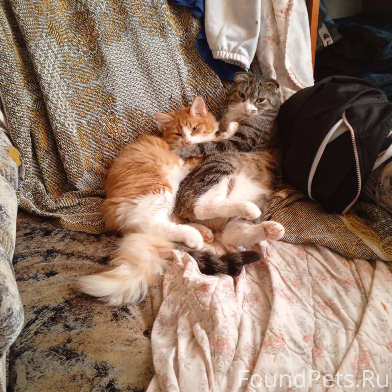 Пропал кот рыжий в районе Стах...