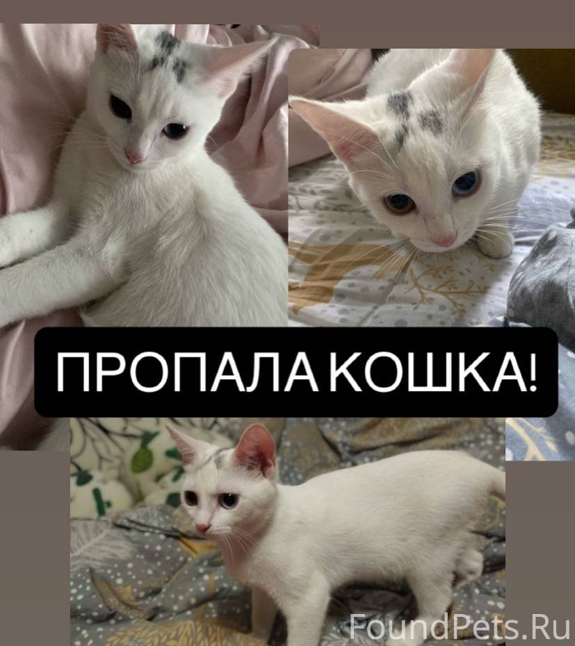 Пропала кошка! В районе Дулево...