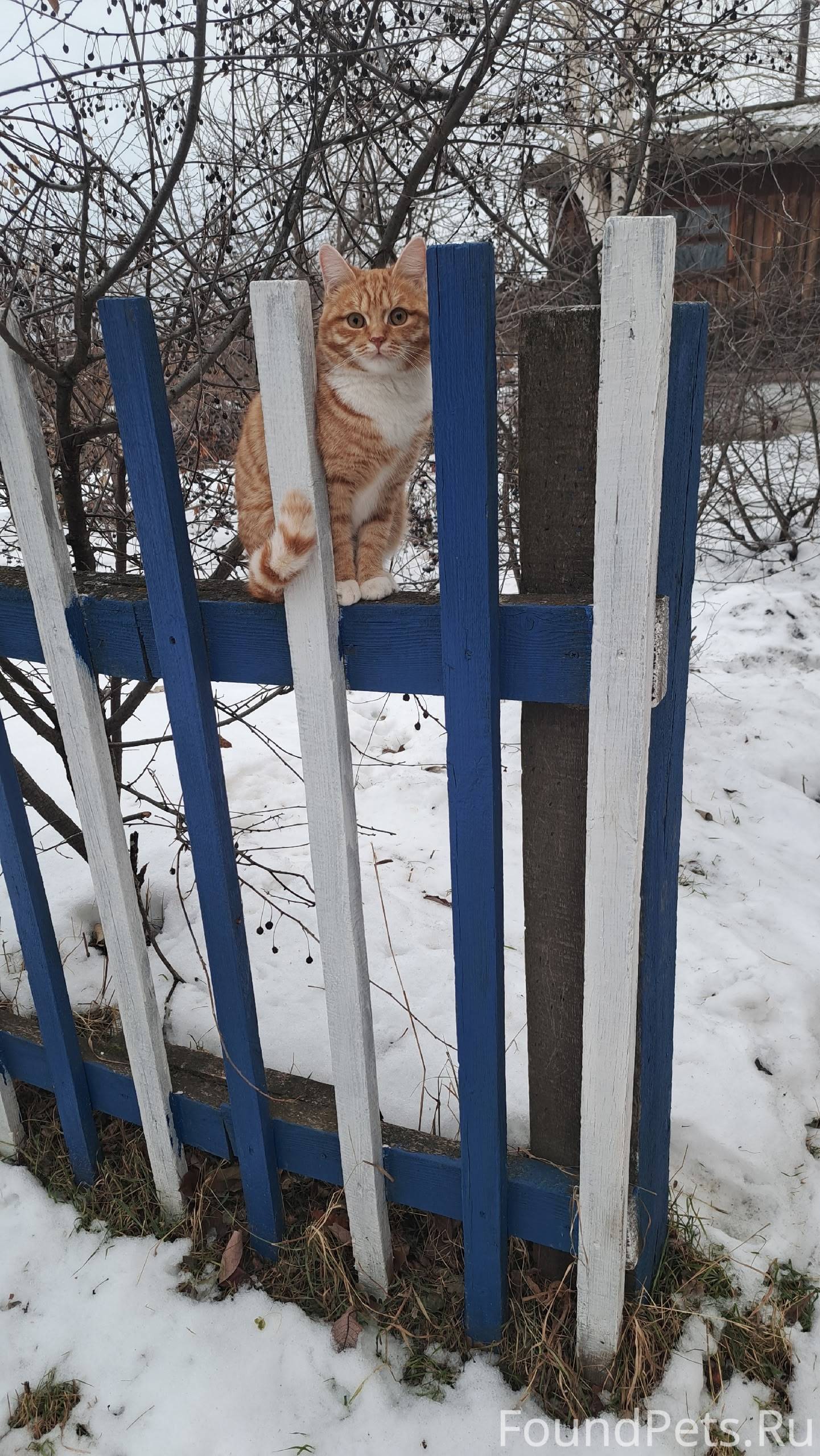 Пропала кошка по кличке Анфиса...