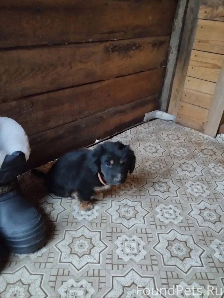 🆘🆘🆘🆘🆘🆘🆘🆘 Потеряшка с ошейником...