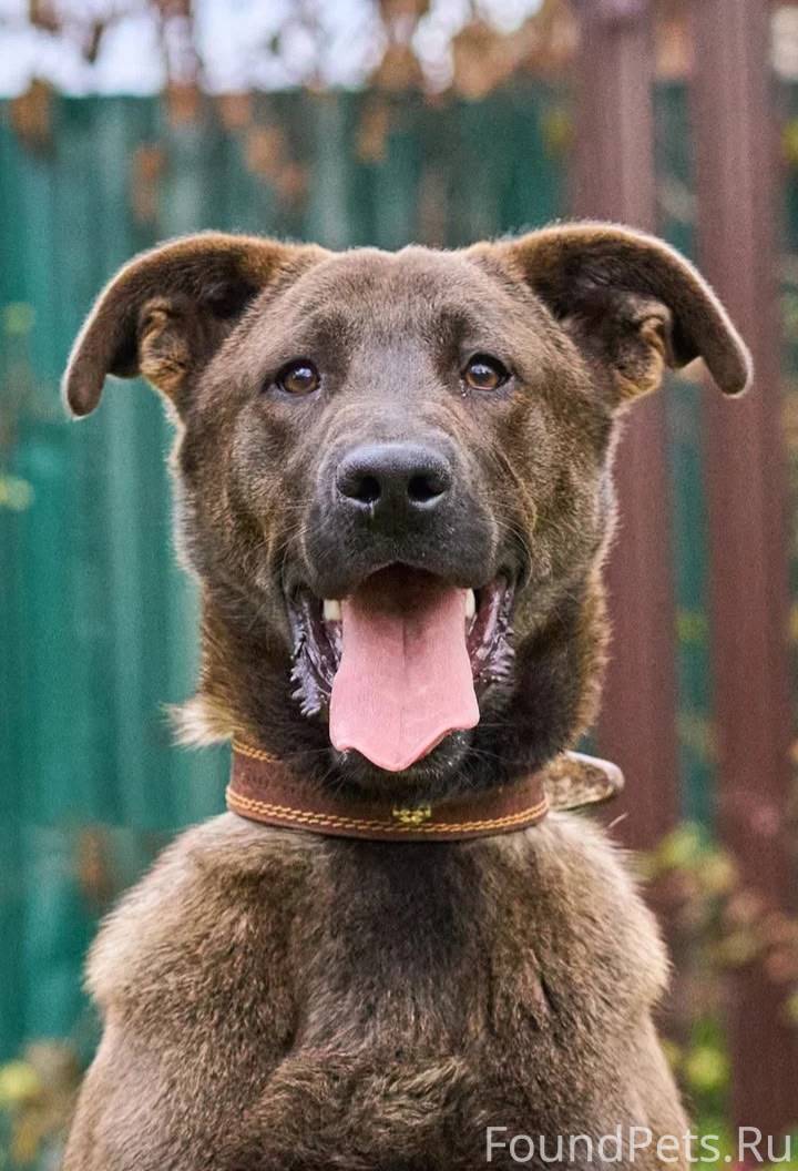 Дмитров, Москва и МО. Ищет 🏠.....