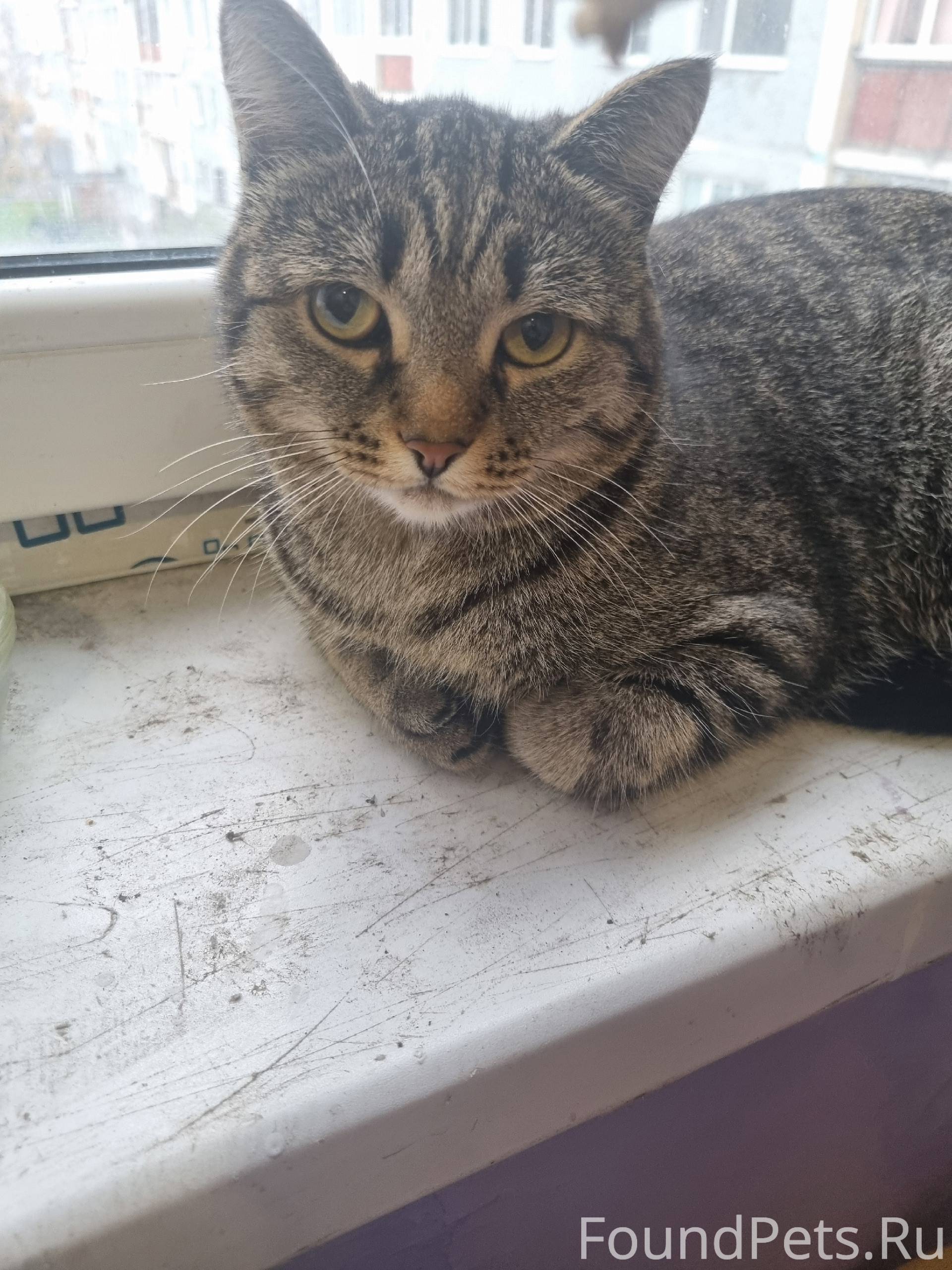 Нашла потеряшку. Видно что дом...