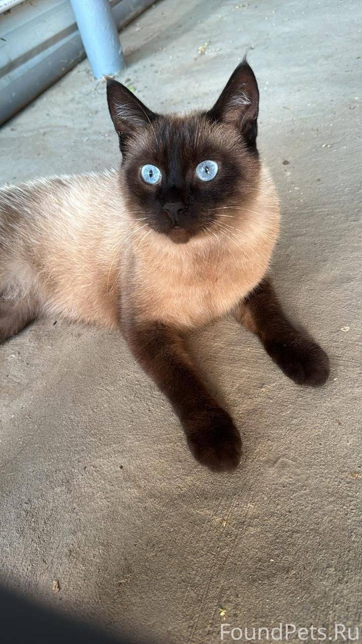 Здравствуйте,пропал кот ,кличк...