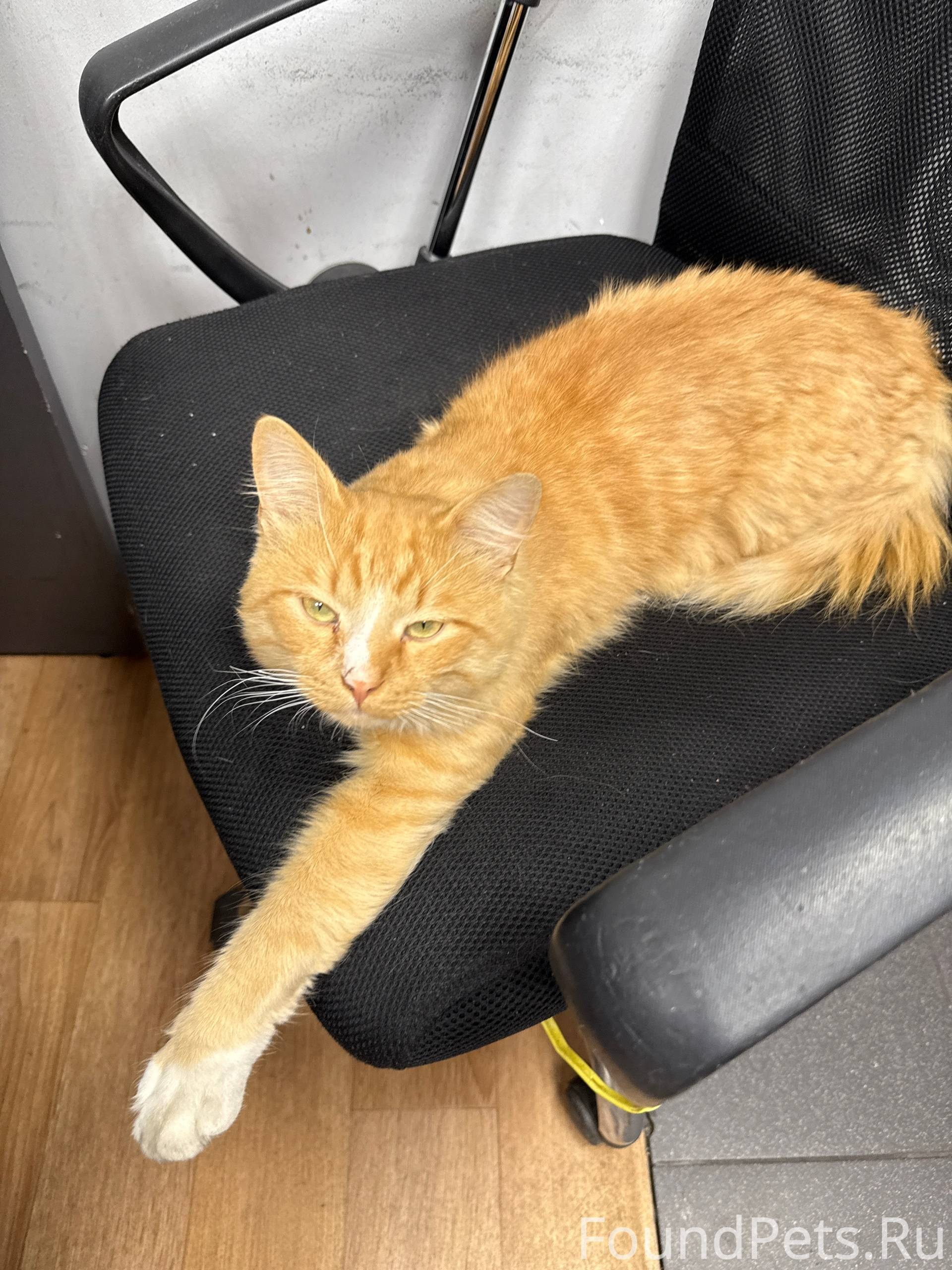 НАЙДЕН КОТ с. НОВОСЕЛКИ Чеховс...