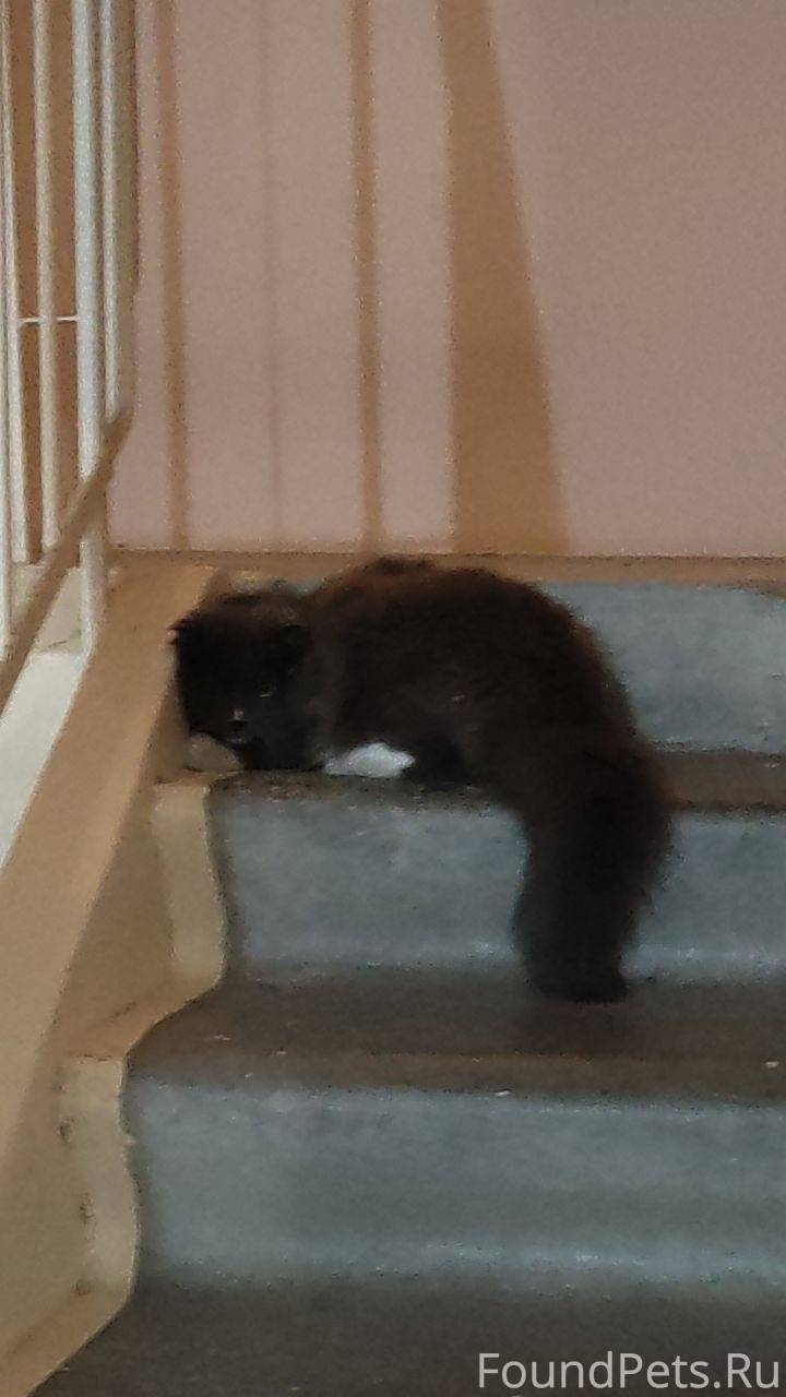 Чья киса? была найдена 9 октяб...