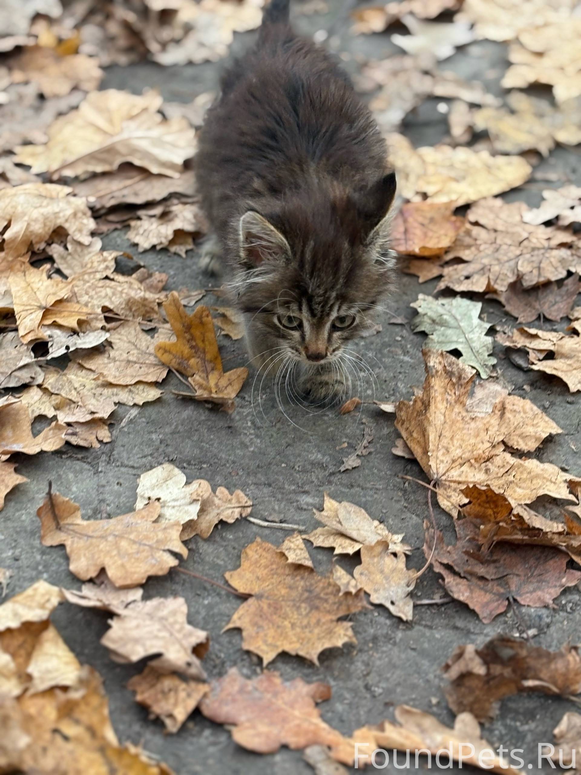 Вот такую малышку с кошкой под...