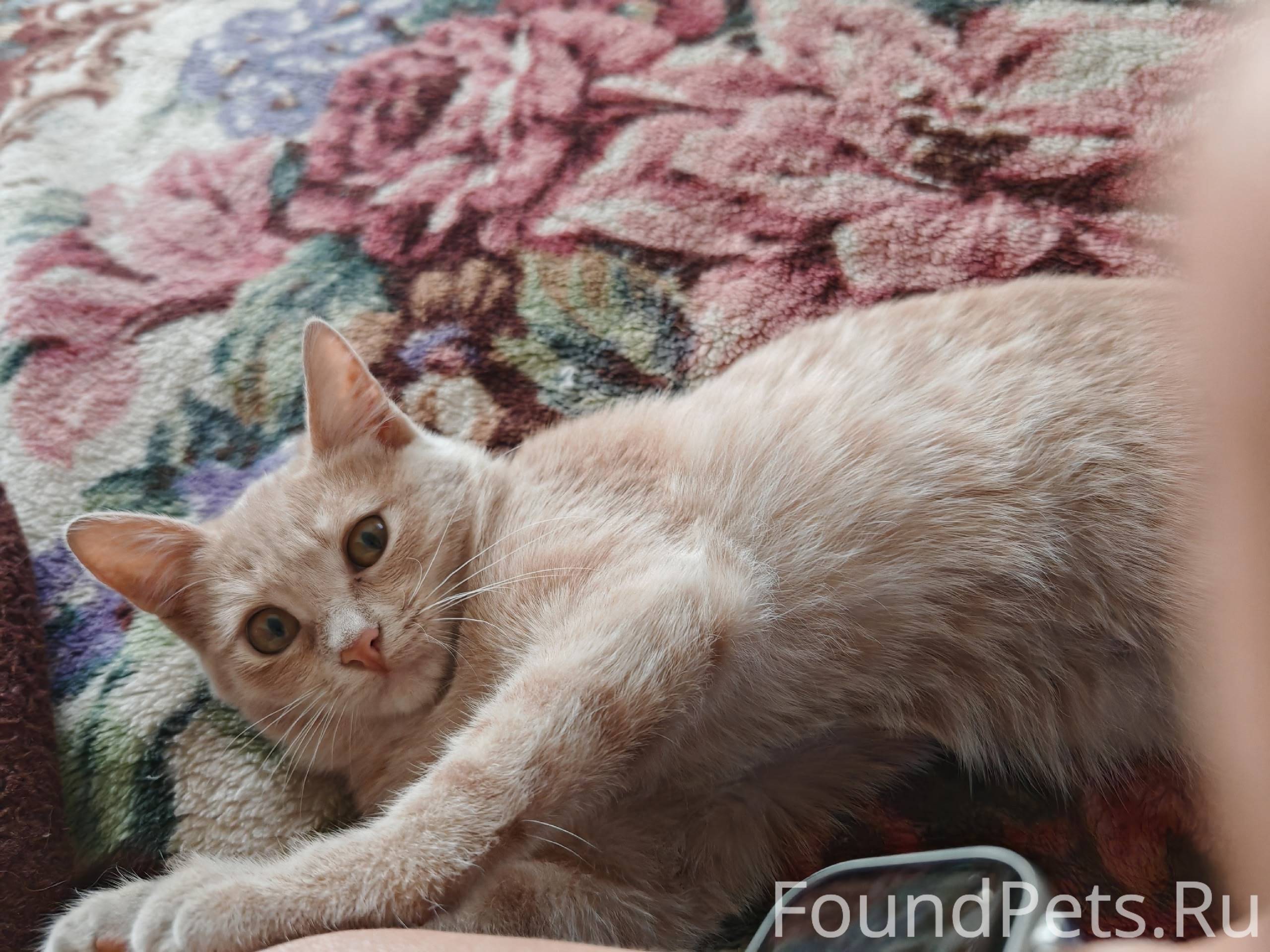 Пропал котенок на улице Вахито...