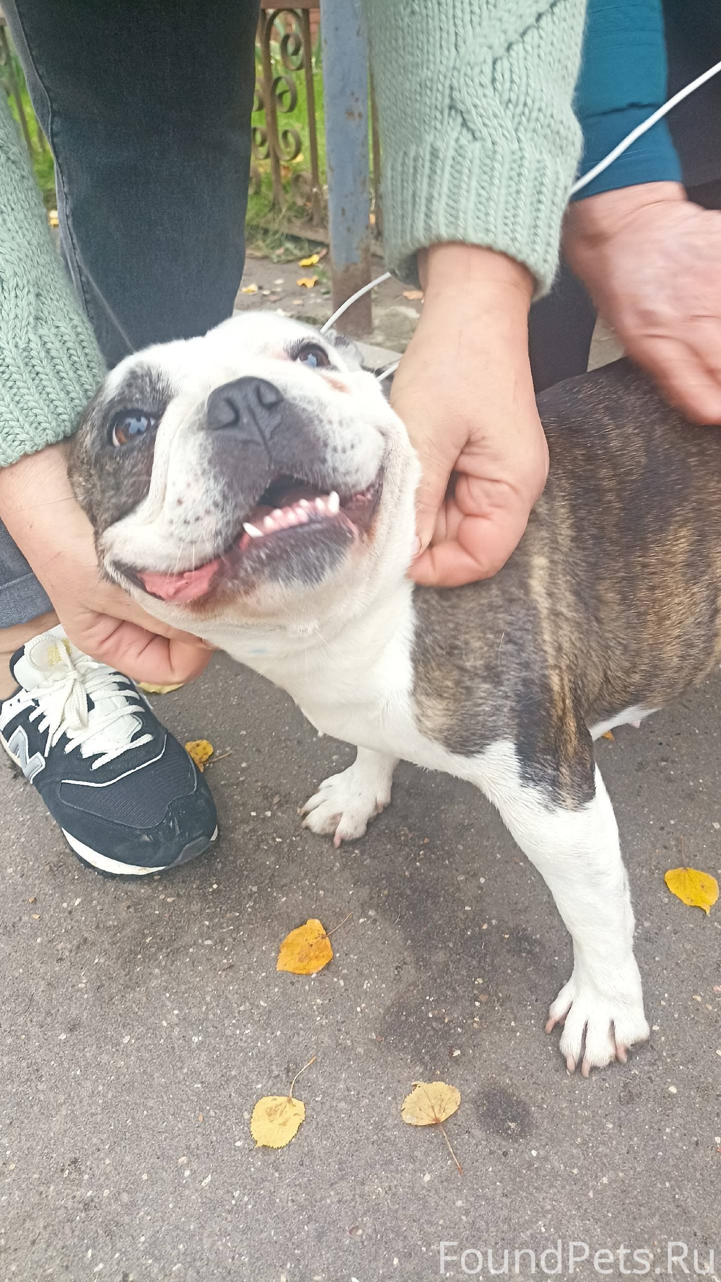 Найдена собака, бегала по терр...
