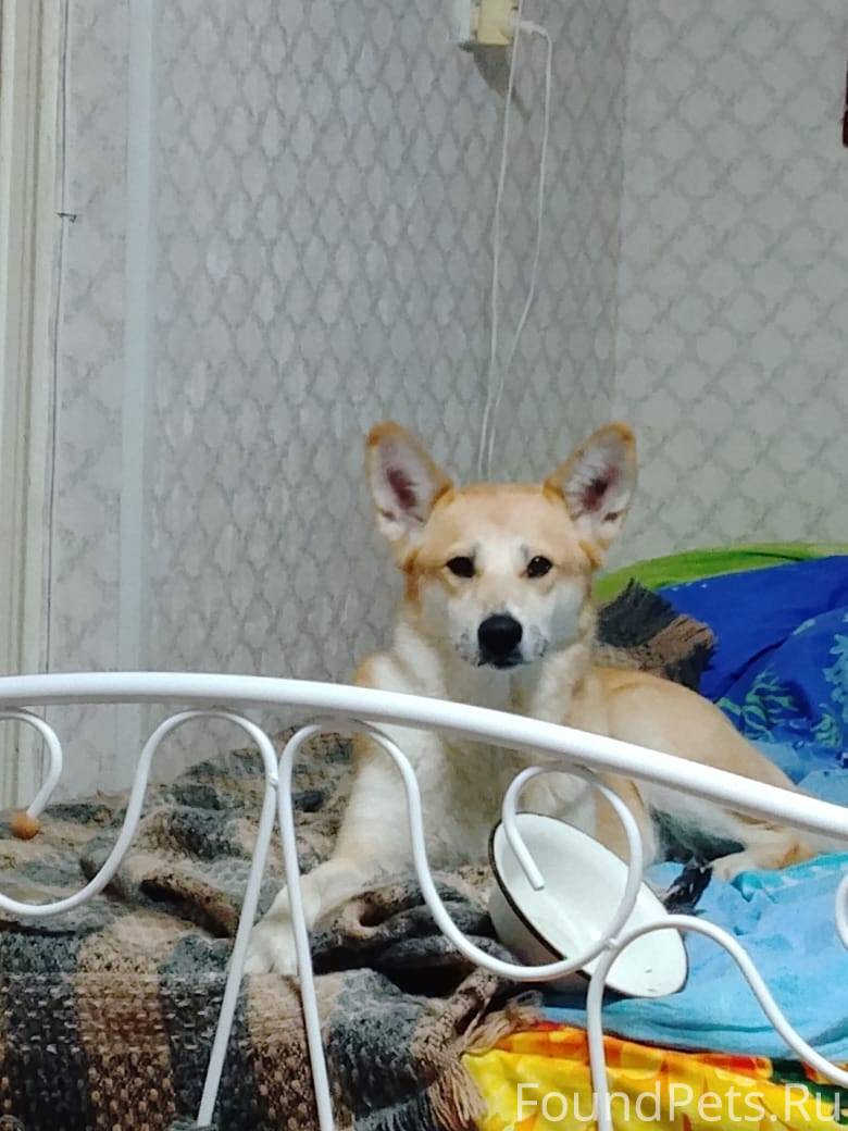 Пропала собака! Прочтите, это ...