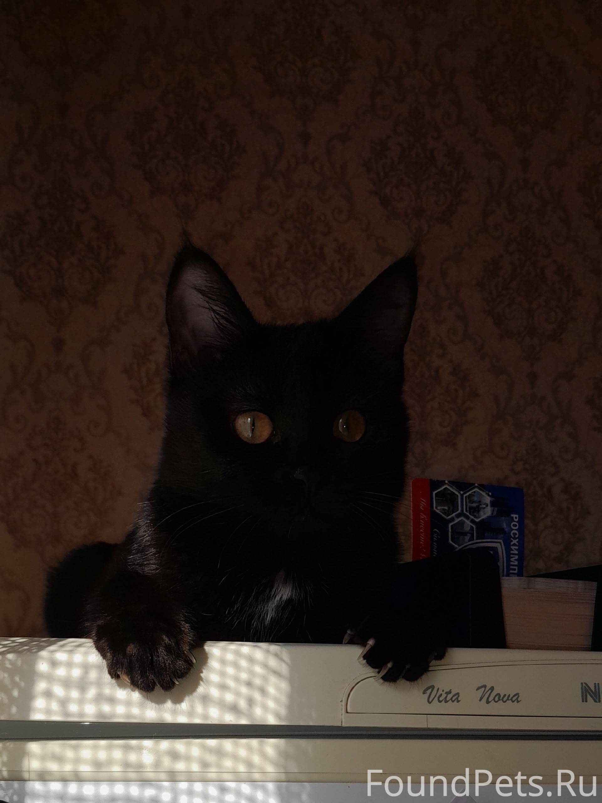 Пропала, кошка, во дворе зелён...