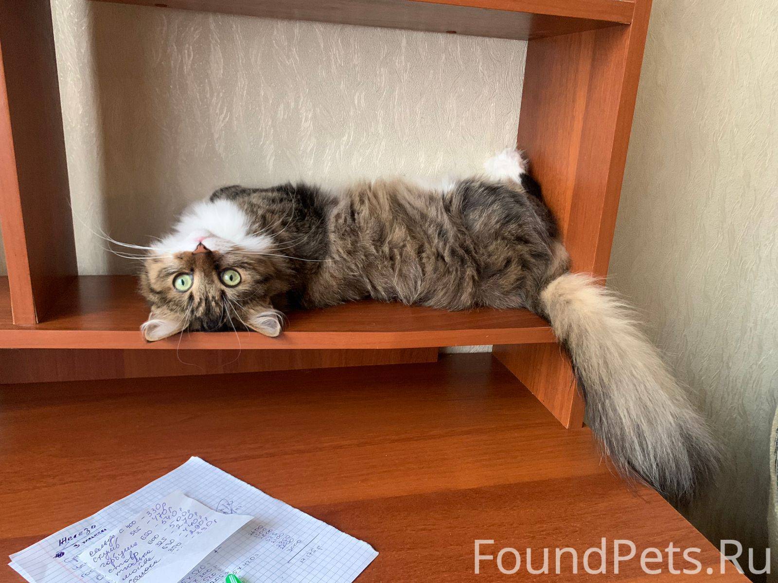 ПРОПАЛА КОШКА