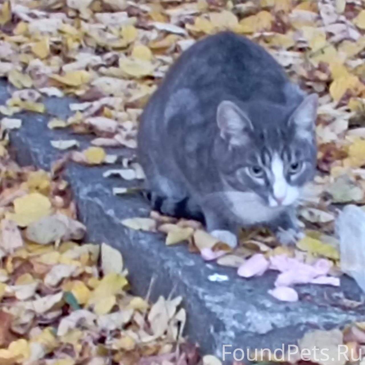 Найден кот или кошка