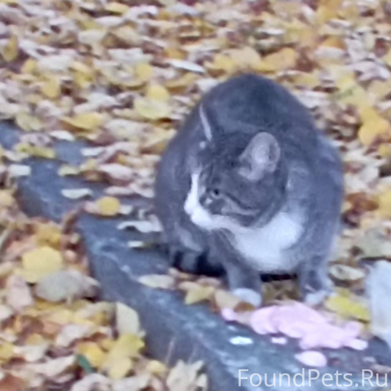 Найден кот или кошка