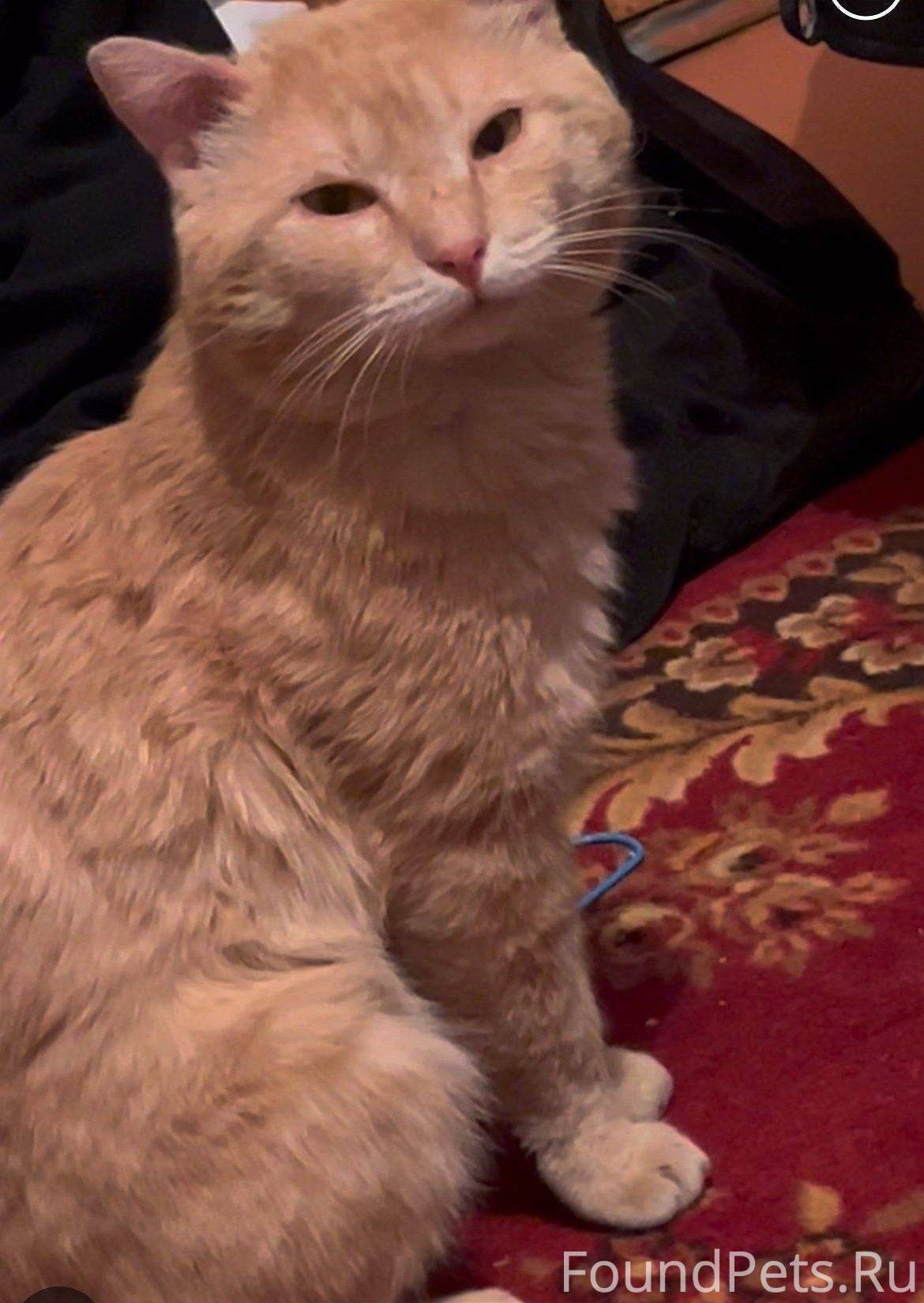 Пропал кот, откликается на кли...