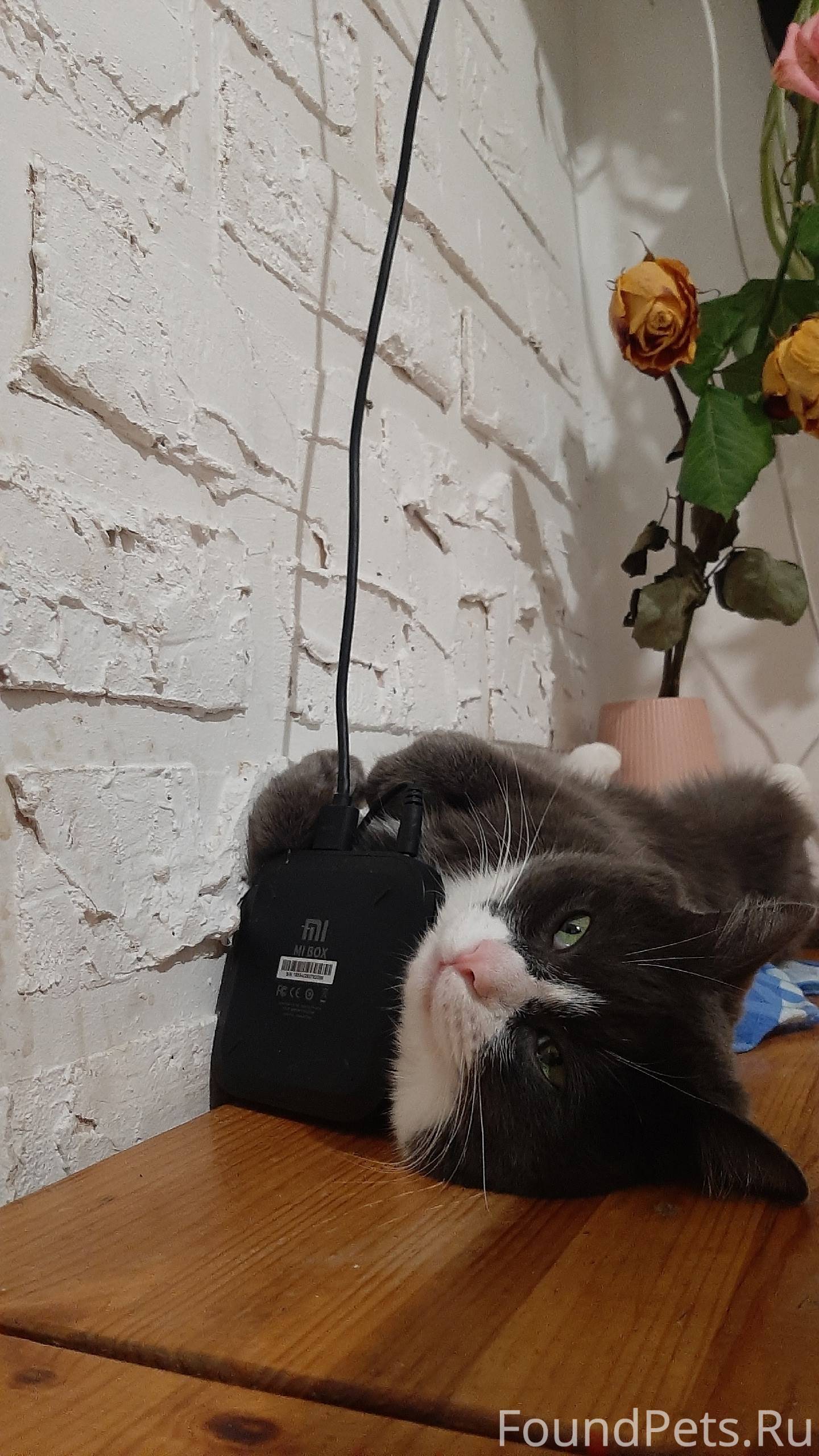 SOS! У нас пропал кот. Именно....