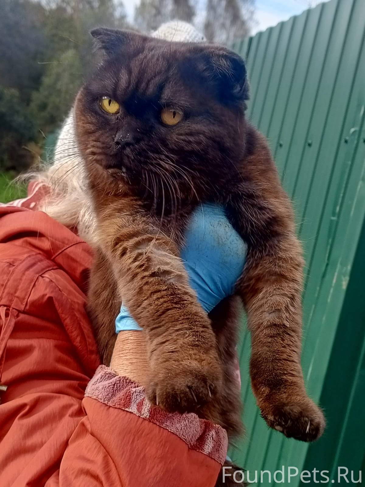Найдена кошка, Красноармейск В...
