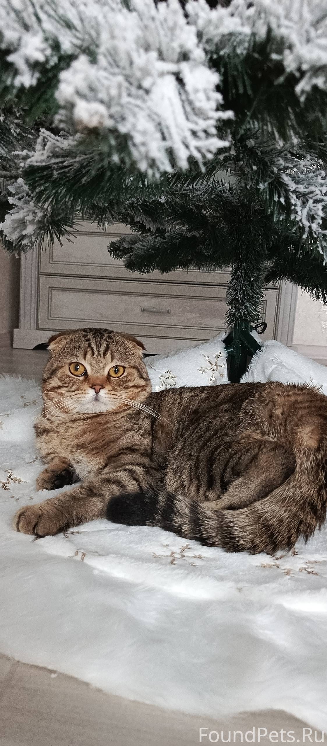 Пропал кот в районе д. Алексан...