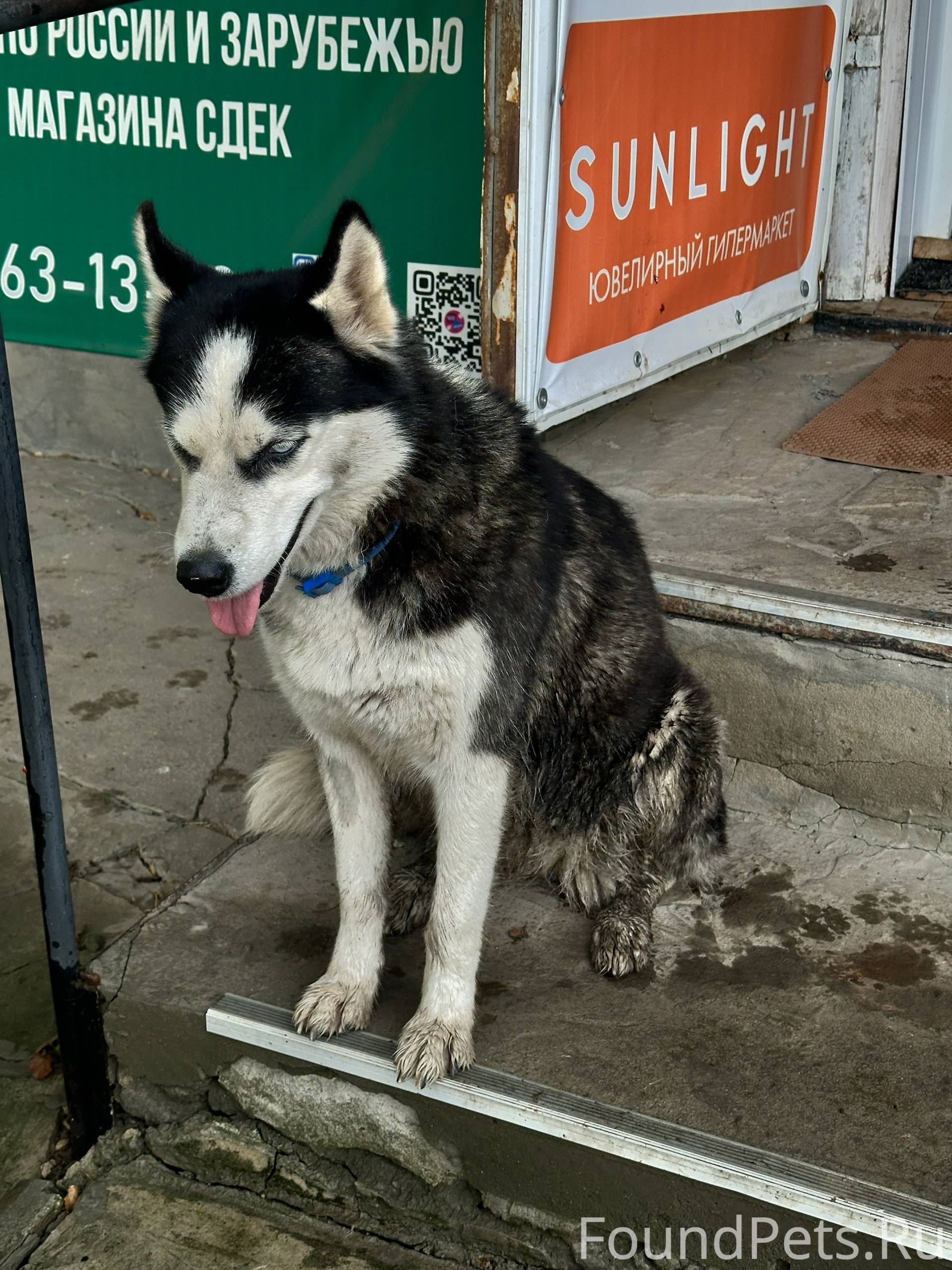 Чья собака убежала?Находится н...