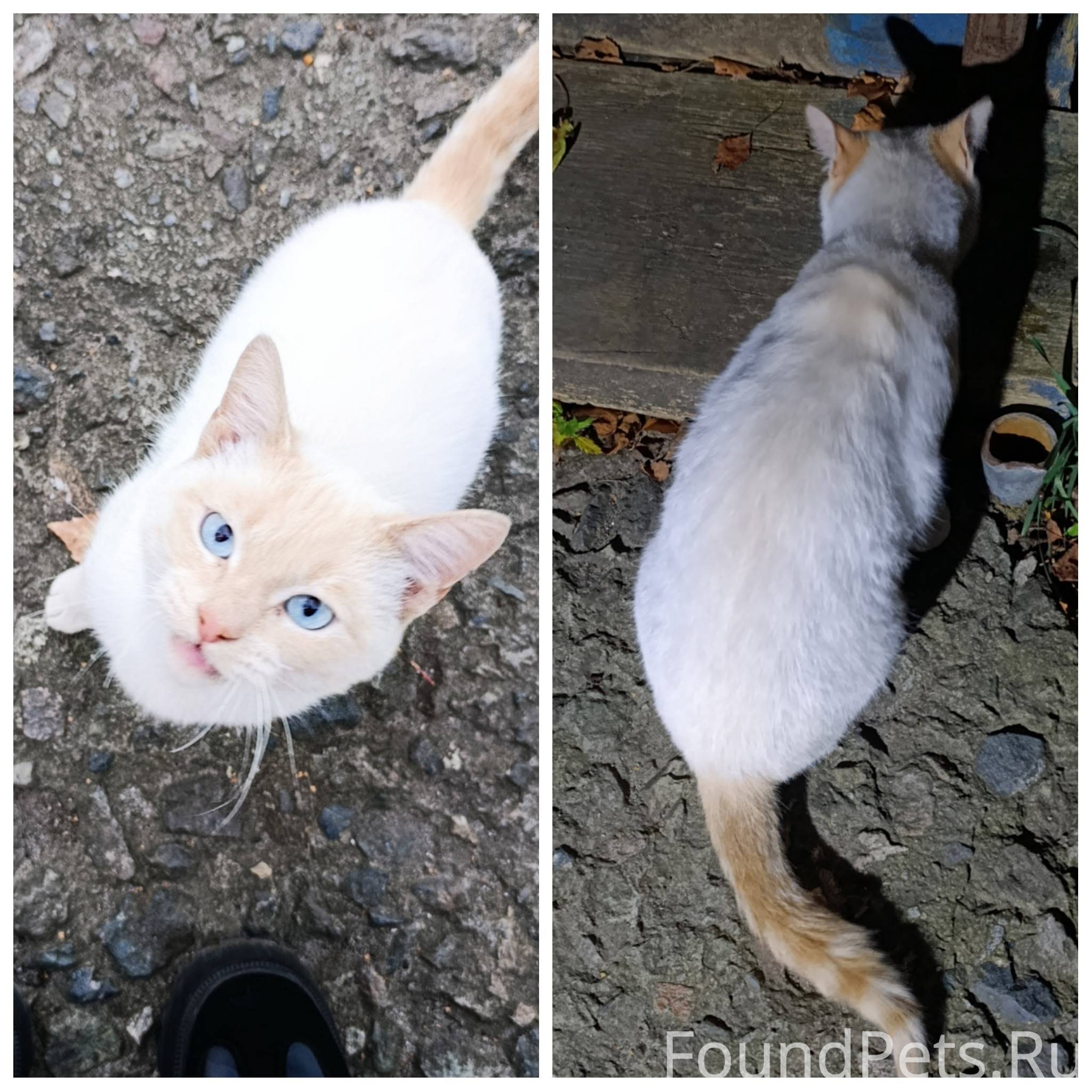 Найден кот. Может кто узнаёт с...