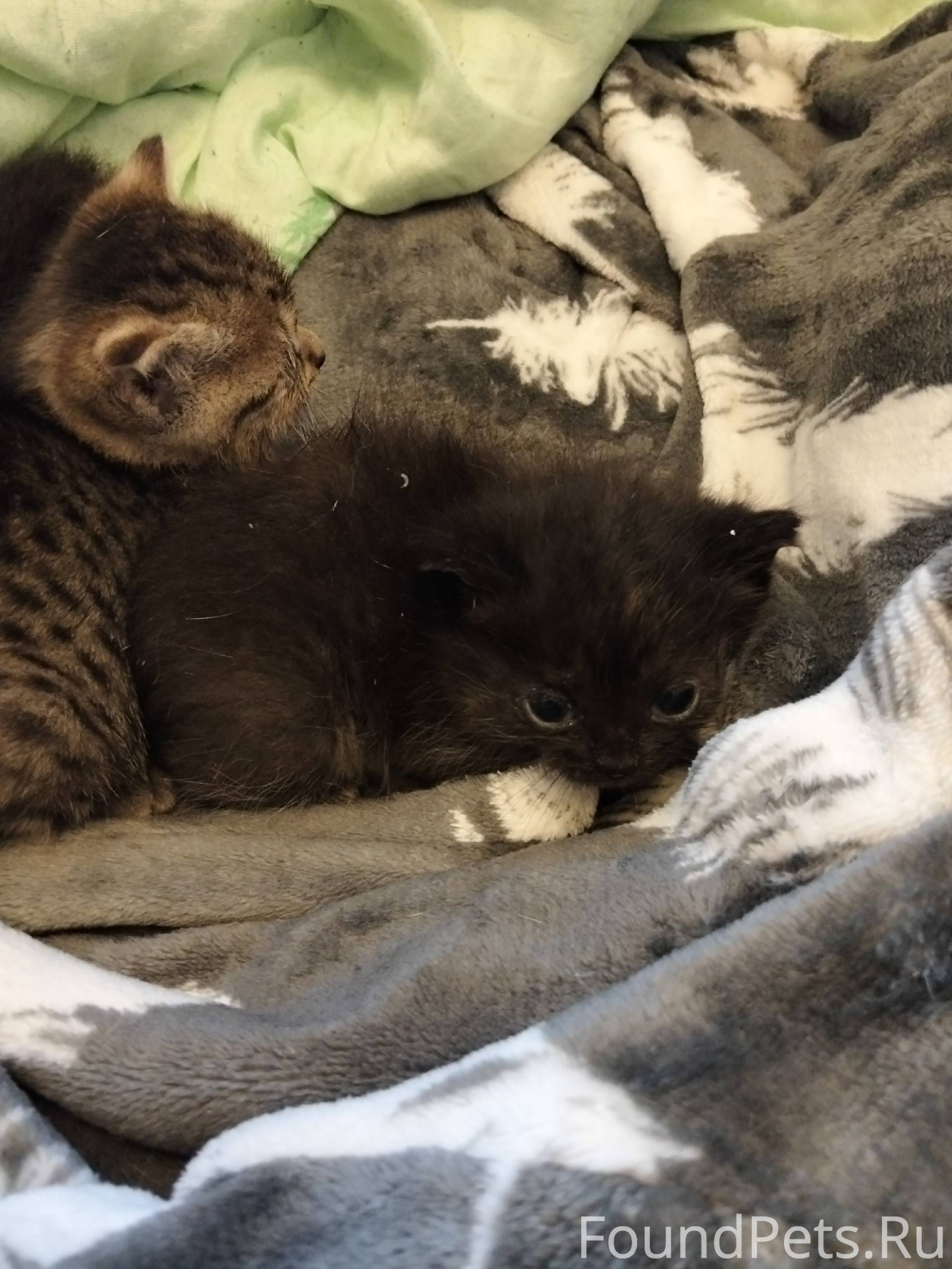 Найден котёнок черный с белыми...