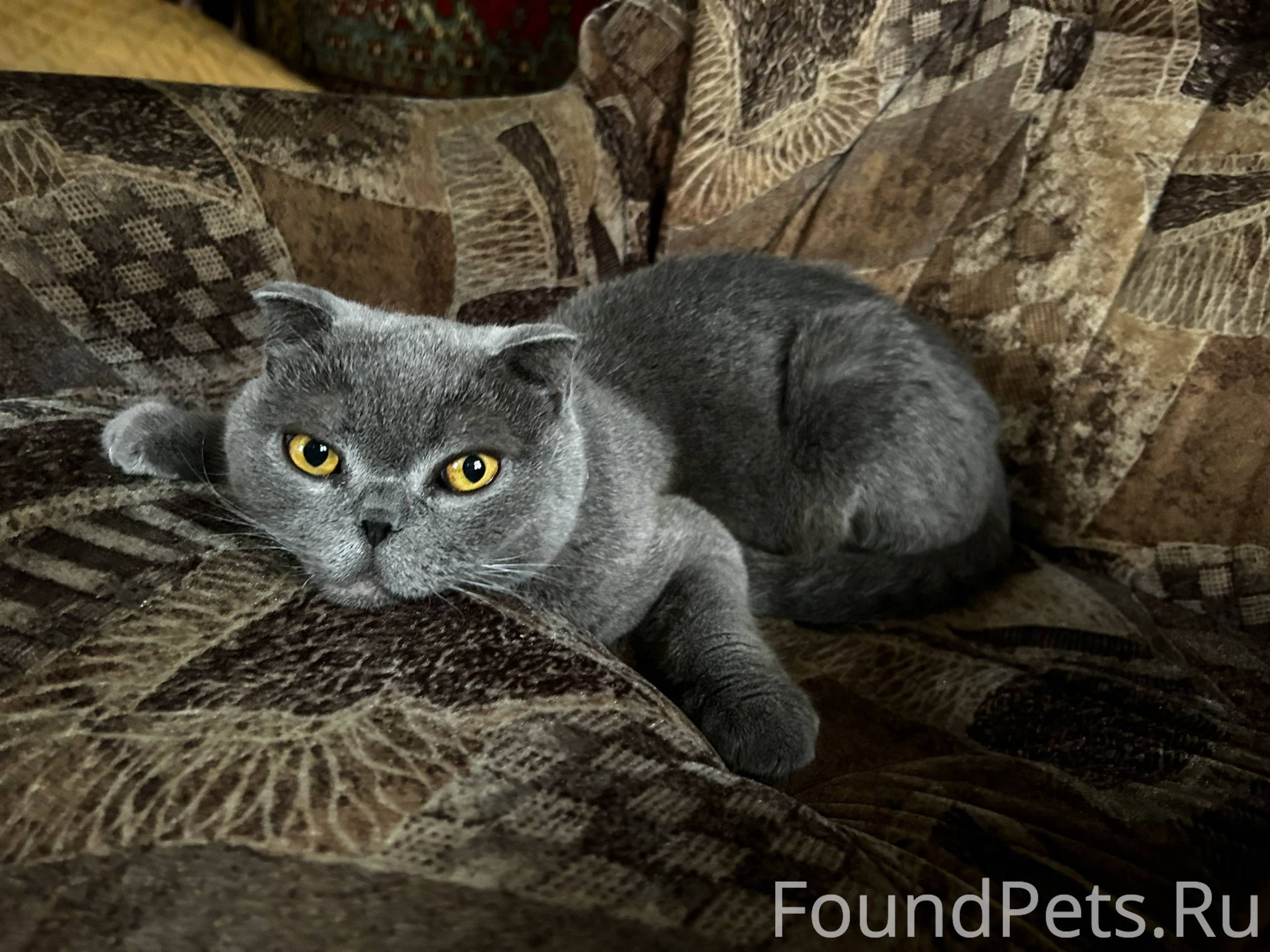 Найден кот🐈‍⬛ в районе ул. Кру...