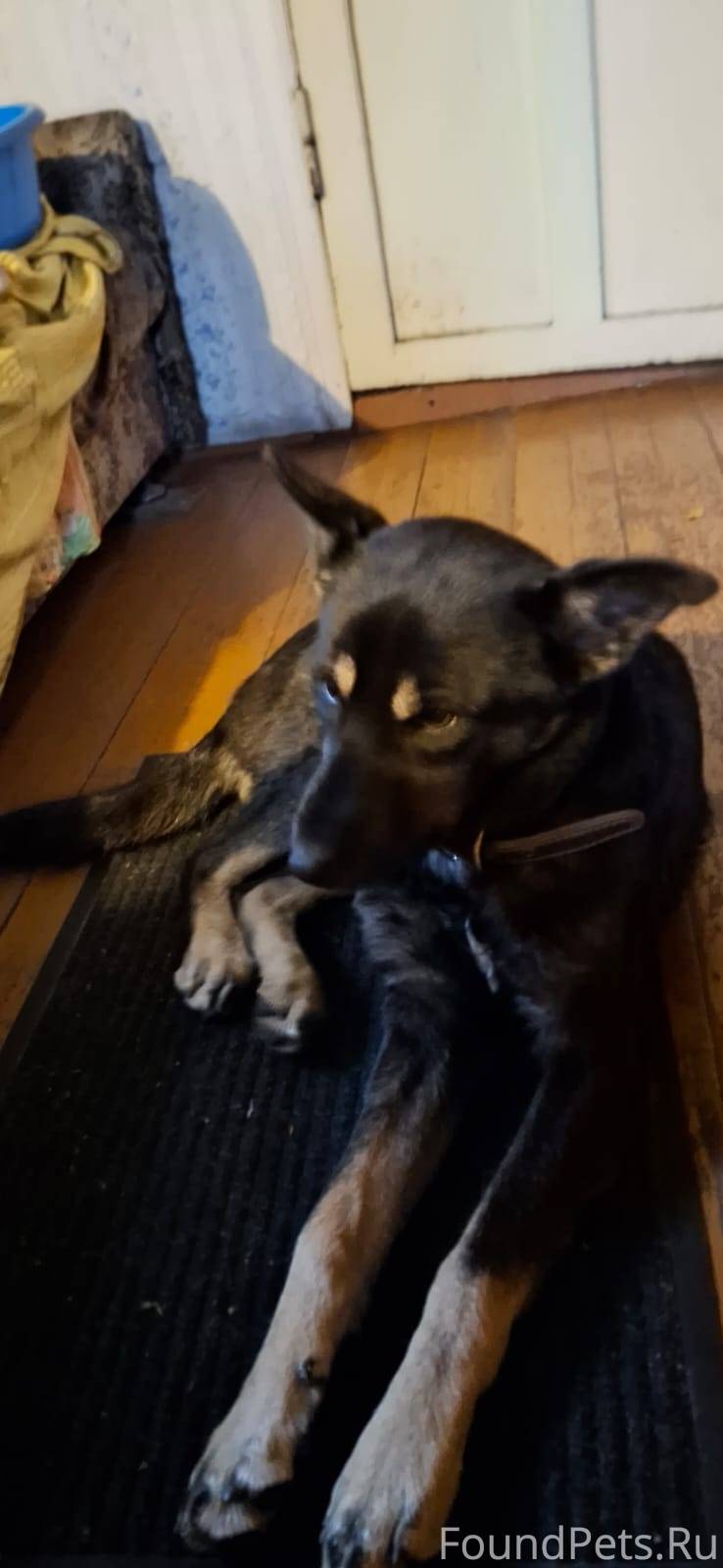 Найдена собака кобель в районе...