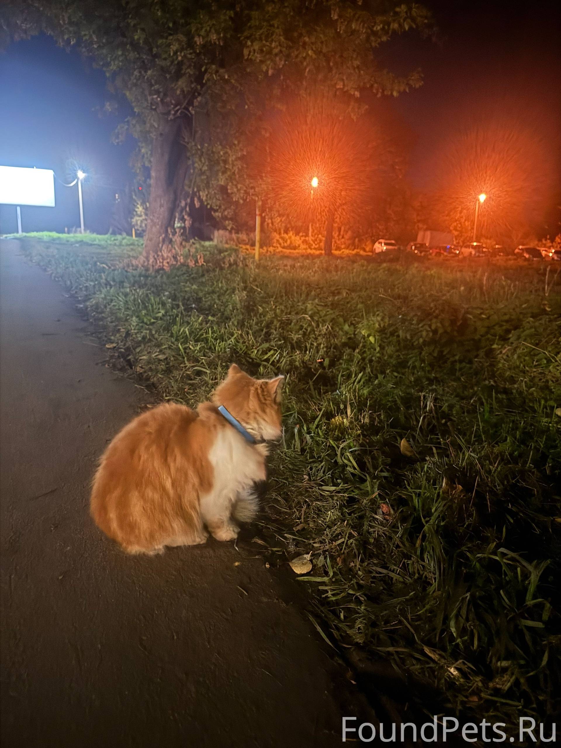 ⚡ Найден кот на улице Кирова.....