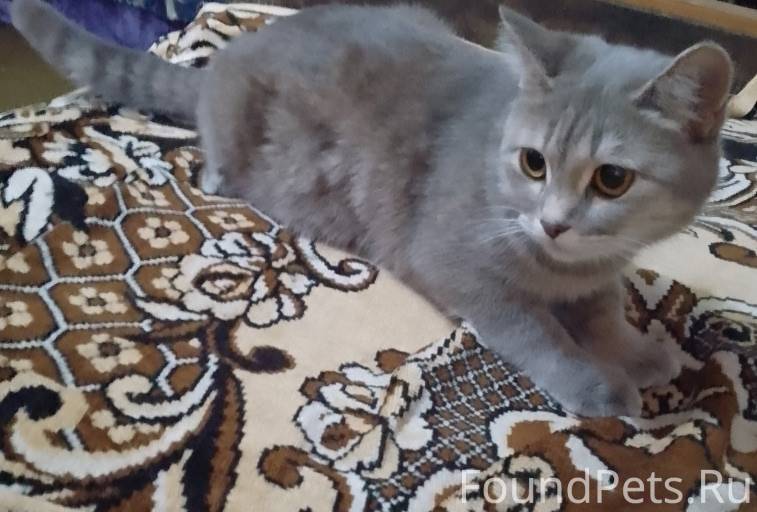 Объявление Пропала кошка в рай...