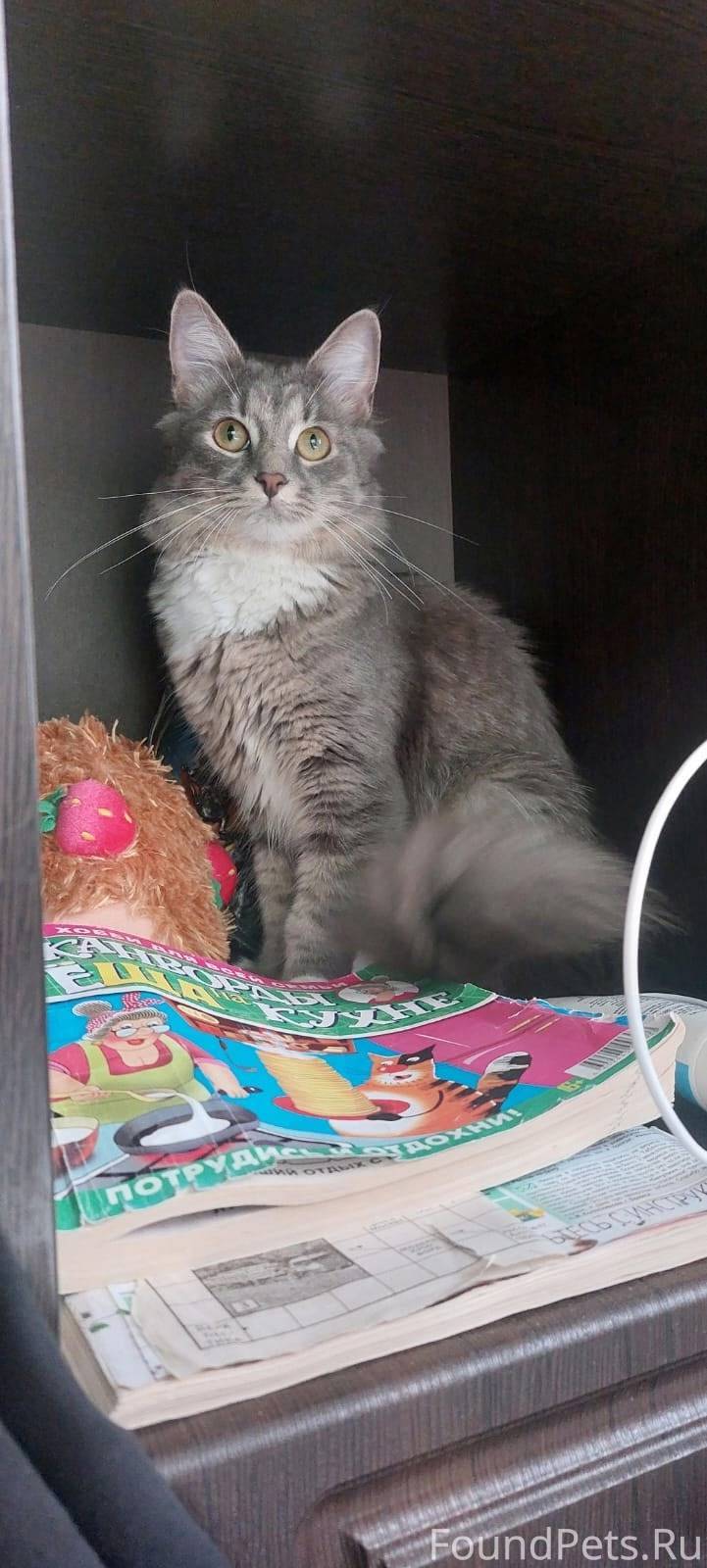 Пропала кошечка Дымуся!!!! Ист...
