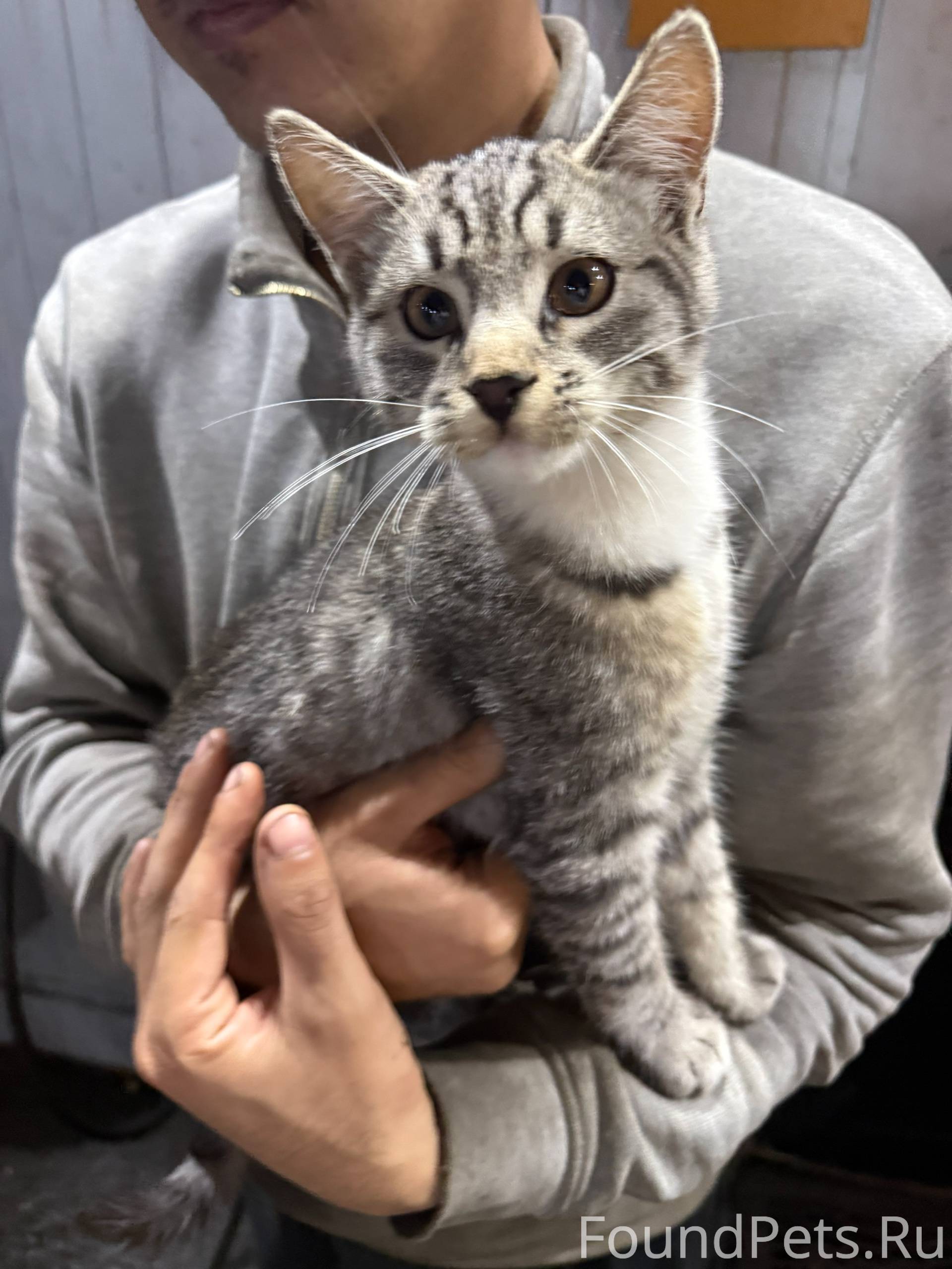 Найден котёнок сегодня утром н...