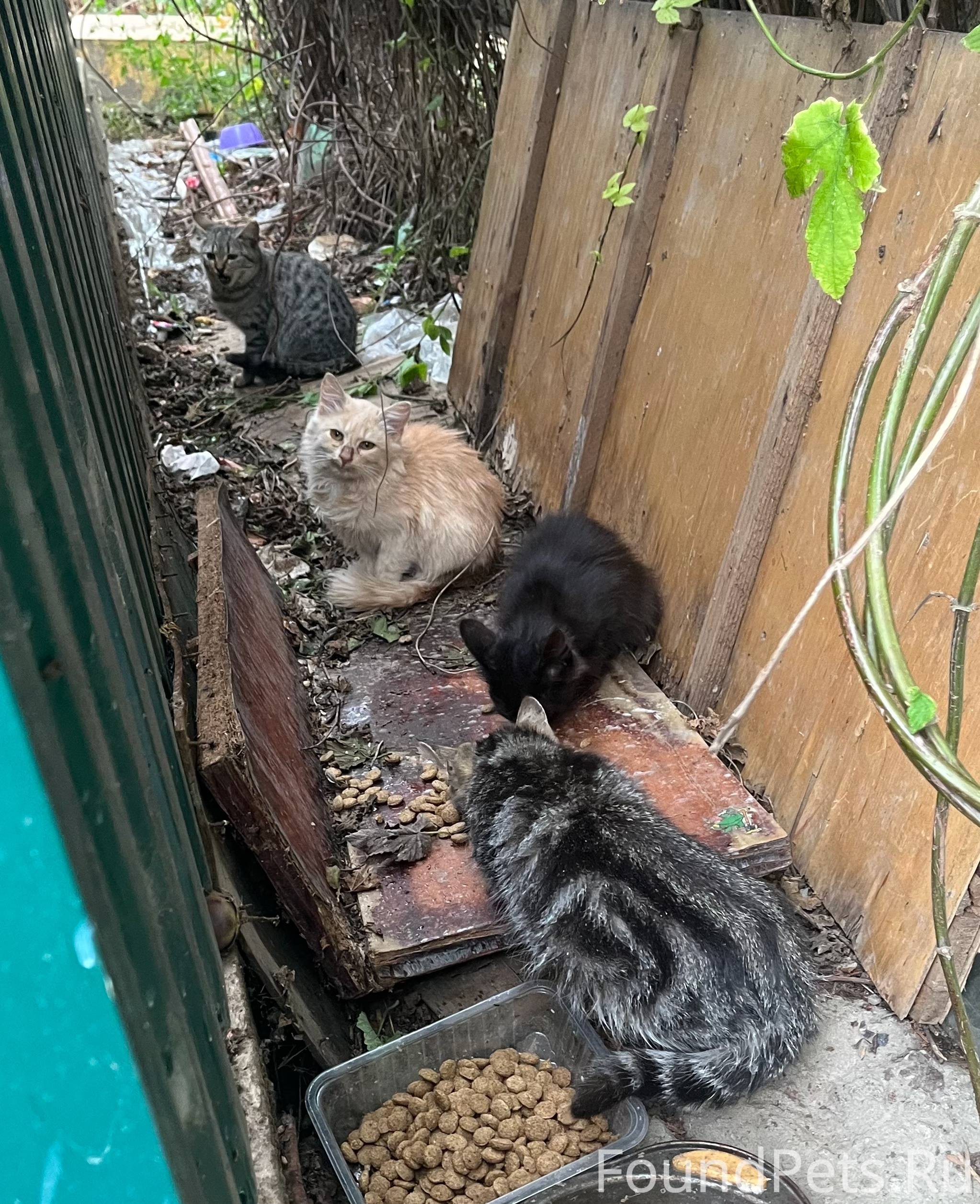 На мусорке, переулок Льва Толс...