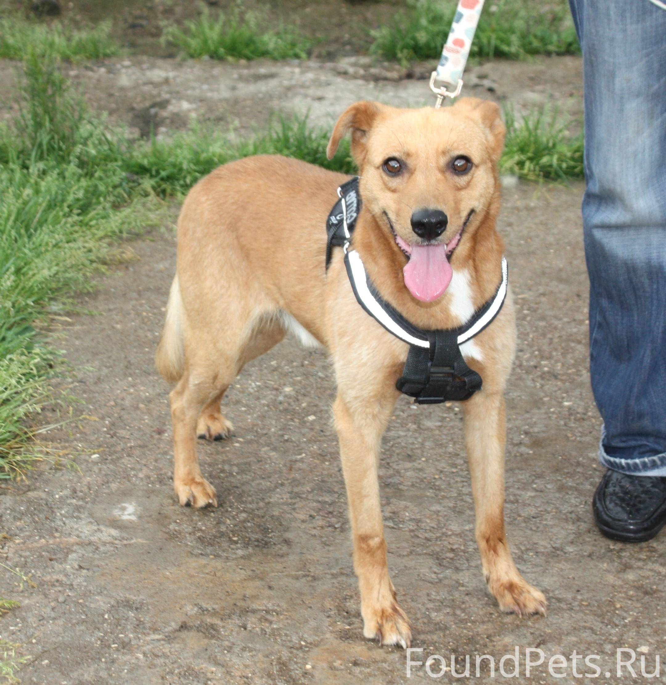 Москва и МО / Клин Добрый, жиз...