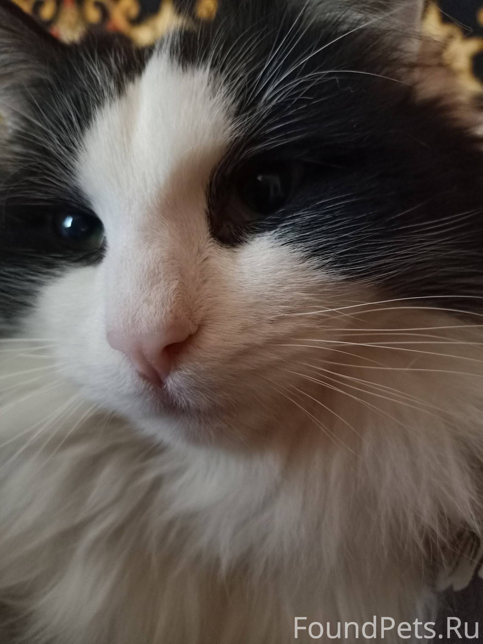 Пропал кот Самсон, вознагражде...