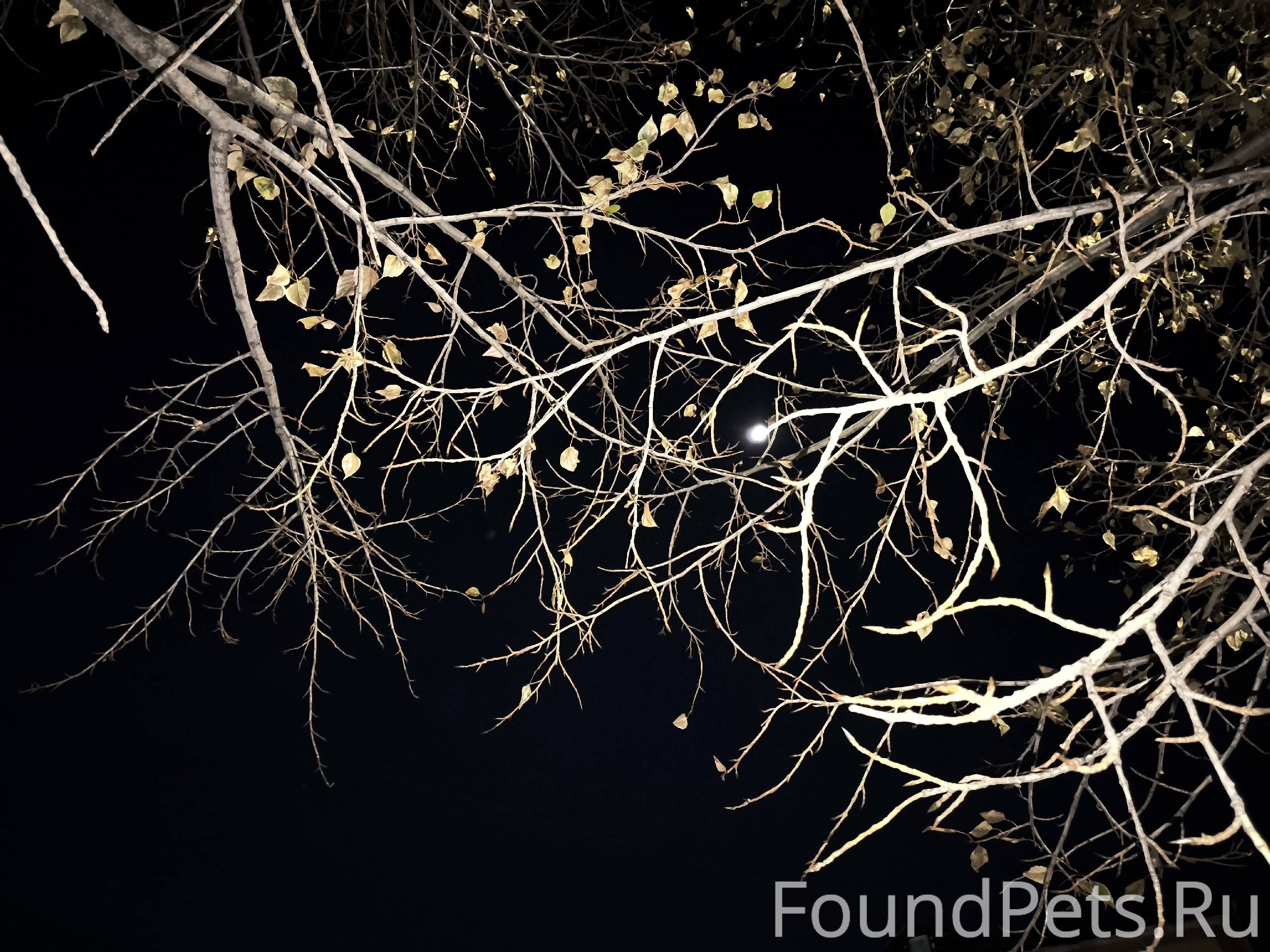 Кота здесь точно нет, найди лу...