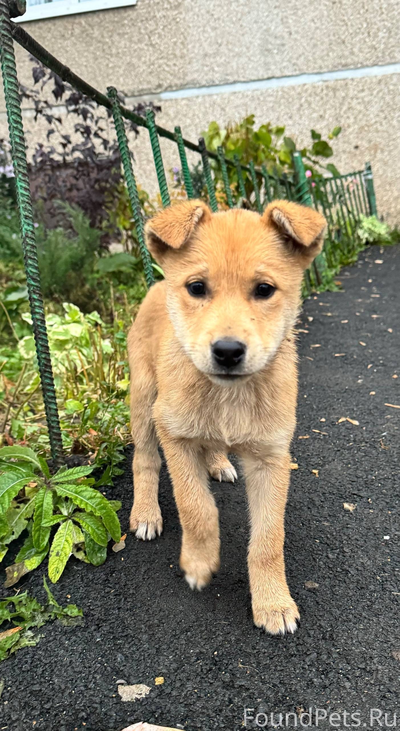 Срочно! Павлово ! Низ (может ,...