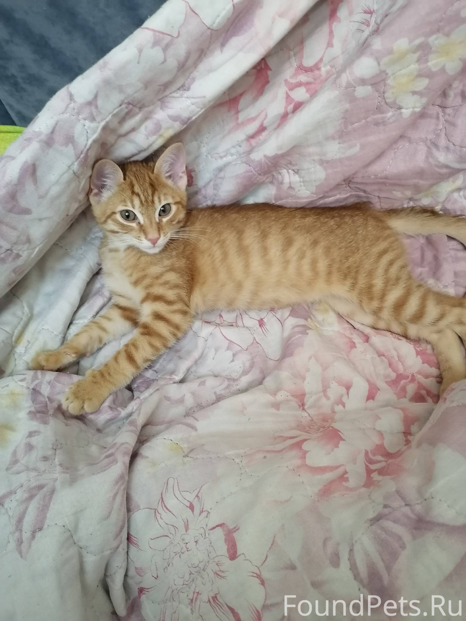 ‼️ Пропал котёнок! Помогите на...