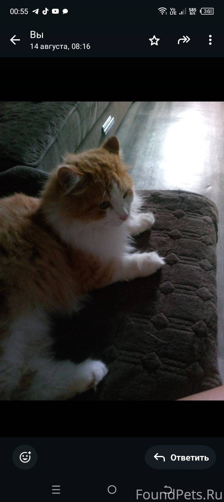 Пропал кот Борис кастрирован ж...