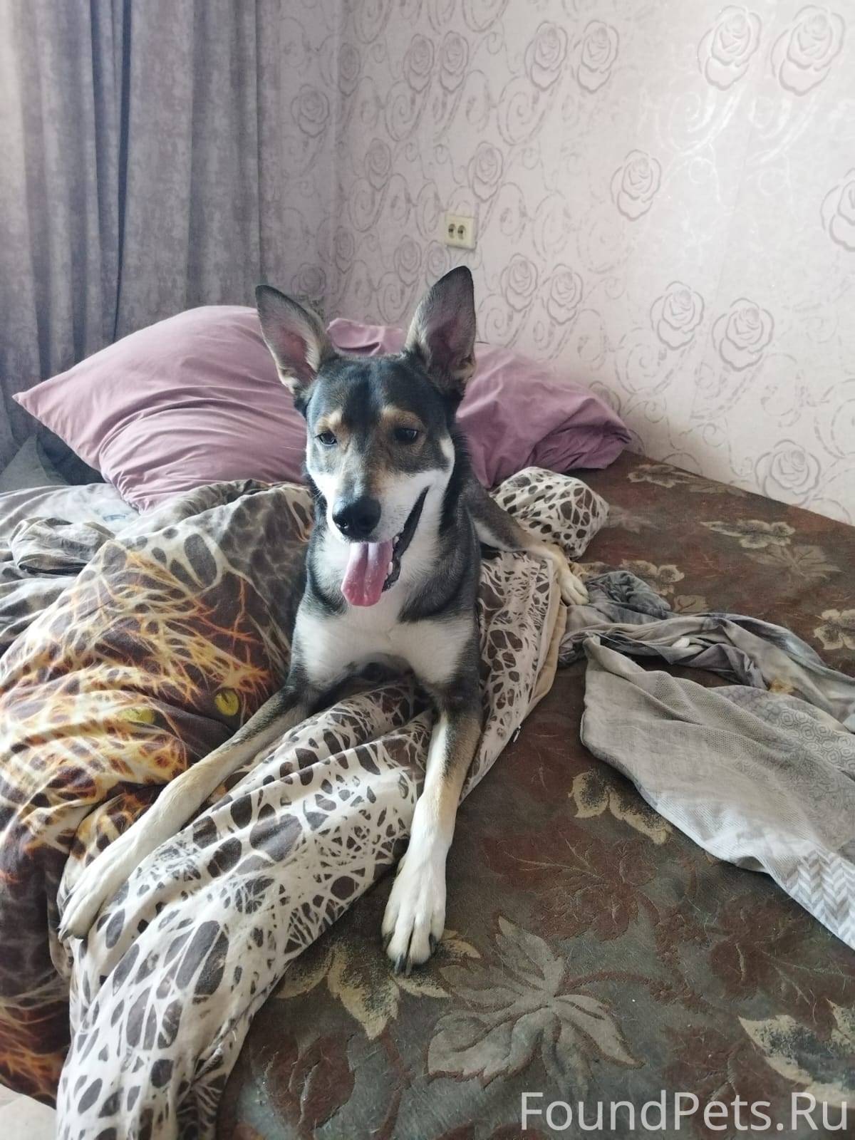 СРОЧНО!!! Убежал пес. Район Кр...