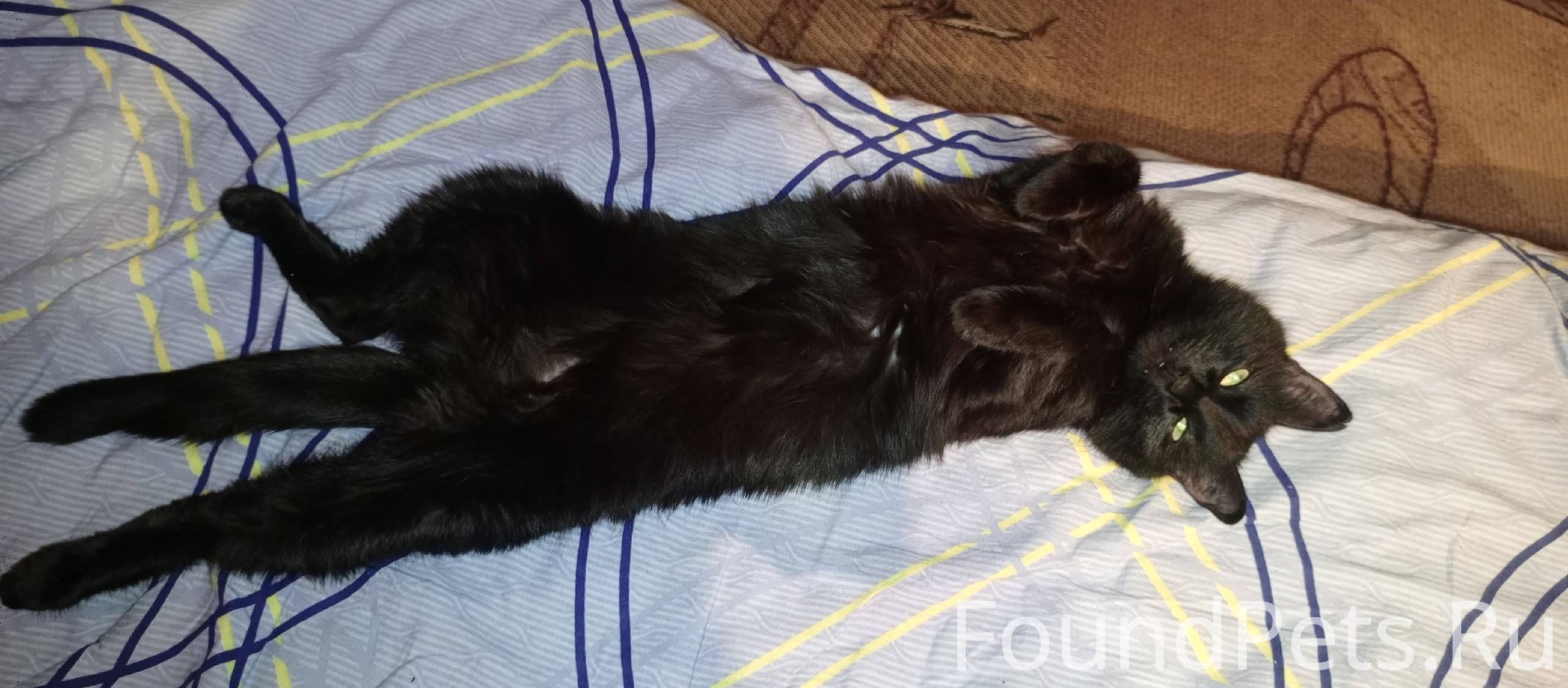 Пропала кошка 6 дней назад. Бы...